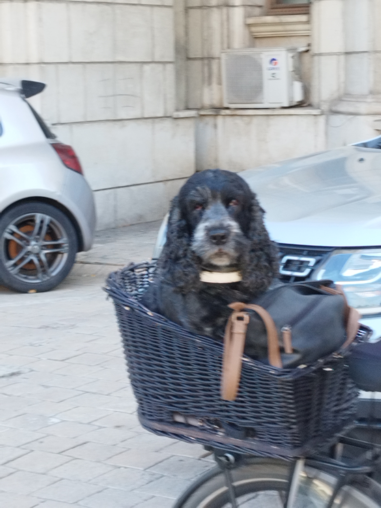 A black cocker spaniel dog sits in a dark woven basket attached to the front of a bicycle. The dog has long, wavy black fur around its face and ears, and its expression is alert. It wears a light-colored collar. A black bag with brown leather straps is also in the basket. The bicycle has a black frame and a silver rim wheel is visible. In the background, a silver car is parked, and behind it, a building with light-colored stone or concrete facade and an air conditioning unit are visible. The ground is paved with square tiles. The scene appears to be a street in Bucharest, Romania.