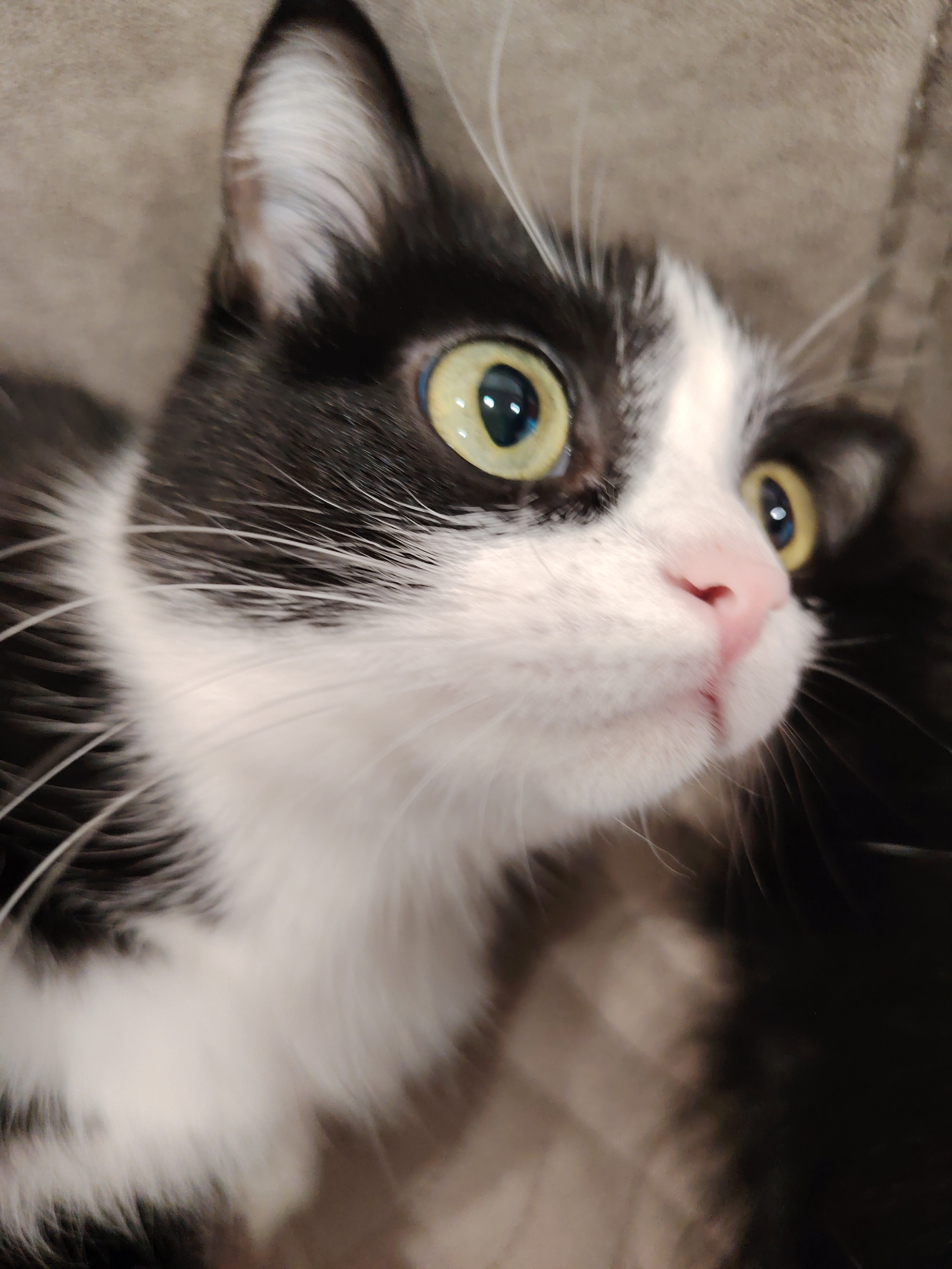 A close-up photograph shows a black and white cat looking upwards with wide, yellowish-green eyes. The cat's nose is pink. The background is a blurry gray-brown. The location is unspecified.