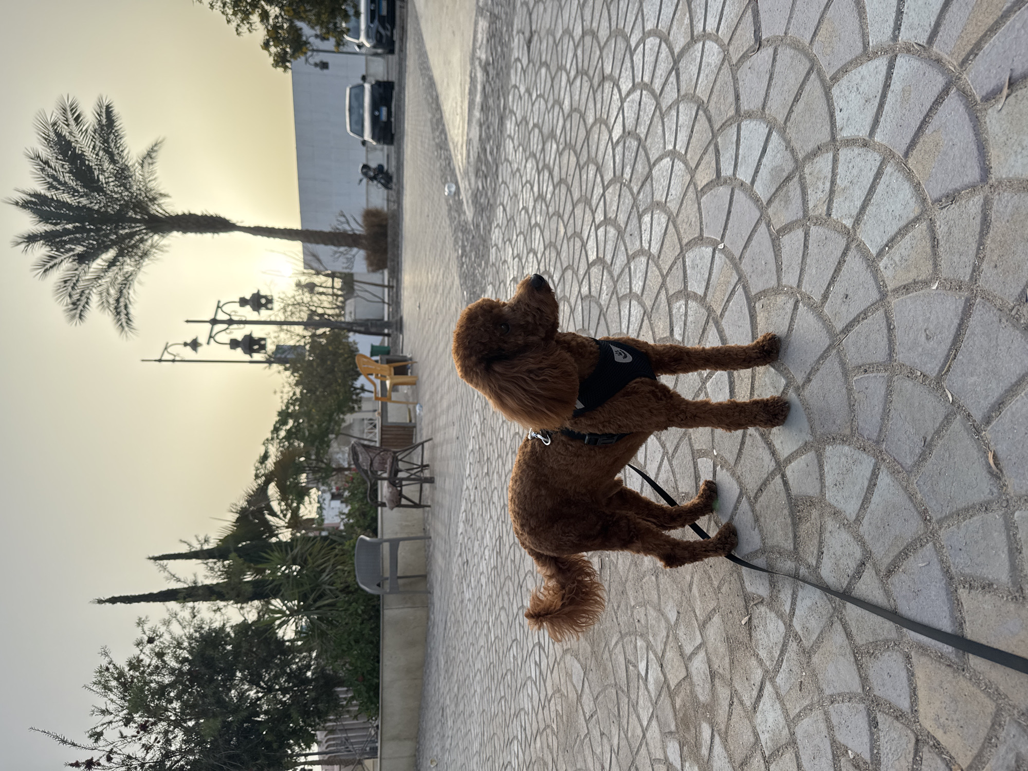 A medium-sized brown poodle wearing a black harness stands on a gray, patterned paved walkway, held by a black leash. Behind the dog, there's a low wall with trees and foliage, several chairs, a lamp post, and a palm tree. Further back, a tall white building and parked cars are visible under a bright sky. The location appears to be a city park or public space in Unknown, Unknown.