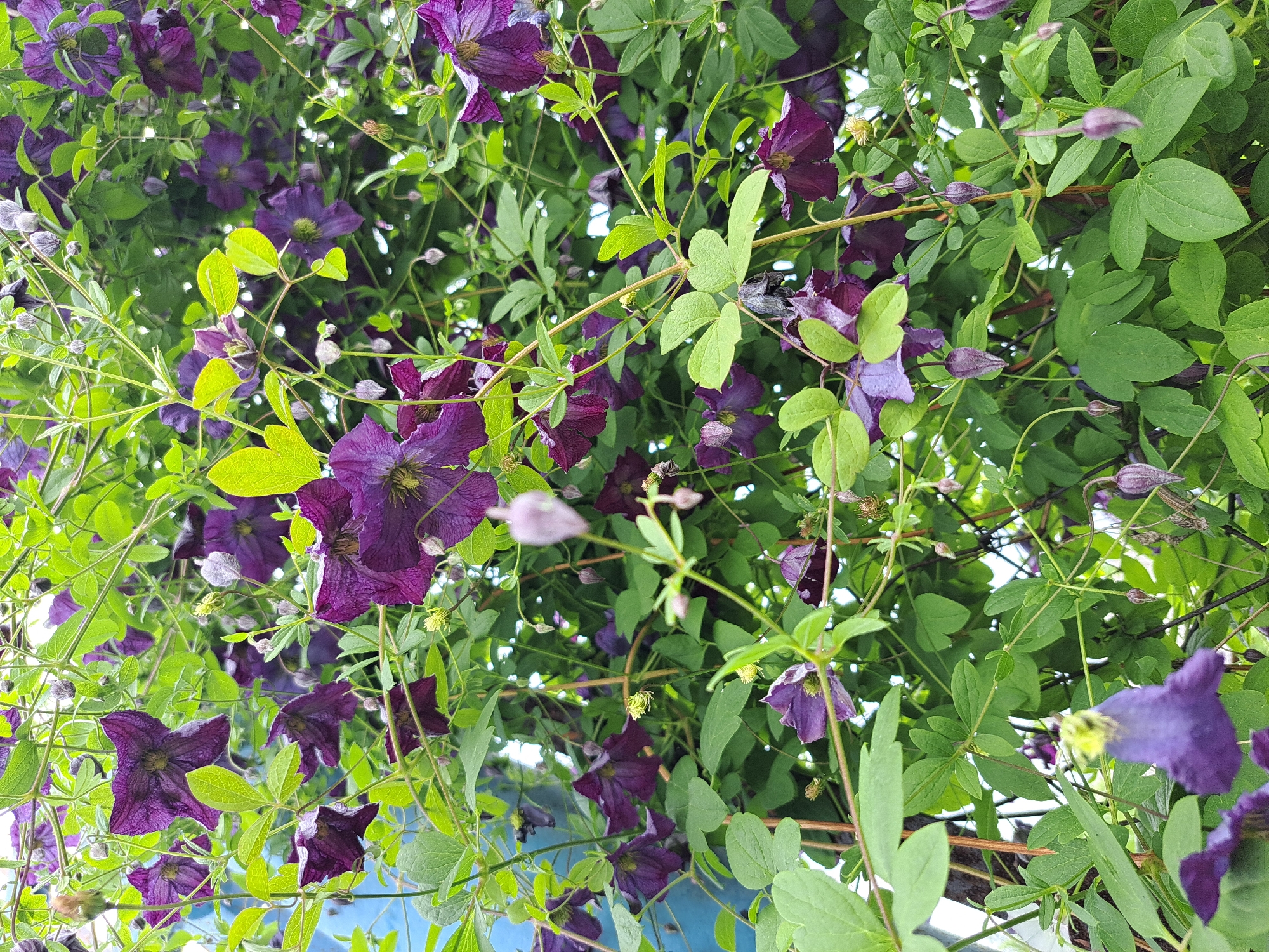 This is a close-up, full-frame photograph of a dense growth of purple clematis flowers and green leaves. The flowers are predominantly a deep purple, with some showing lighter purple or whitish centers. Many of the flowers are open, revealing their delicate petals, while others are in bud or have wilted. The foliage is a vibrant green, with some leaves appearing lighter and brighter, suggesting new growth or varying light exposure. The vines are entwined, creating a lush and somewhat chaotic cascade of blooms and leaves. The background is softly blurred, with hints of a bright blue structure on the left side and a lighter, indeterminate area towards the top, possibly sky. There are no people or animals visible in the image. The scene appears to be an outdoor garden or a cultivated plant on a wall or trellis. The overall impression is one of abundant, natural beauty, possibly during the late spring or summer blooming season. The image was taken in the city of Chernetsk, Russia.