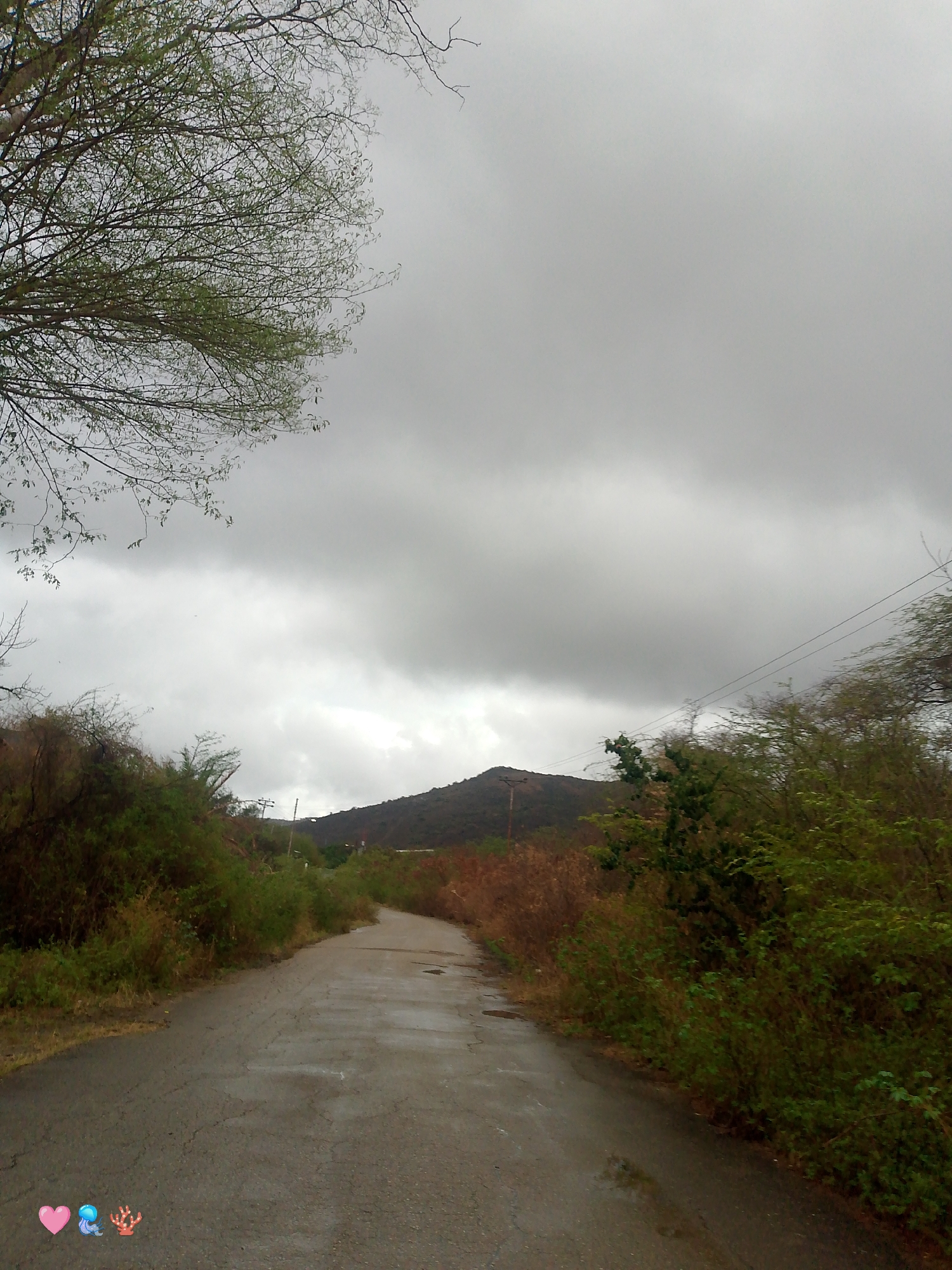 The image shows a wet asphalt road leading towards a distant, subdued mountain range under a heavily overcast sky. Lush green and brown vegetation line both sides of the road, with a prominent tree in the upper left corner. The road surface shows signs of wear and is speckled with water puddles. In the bottom left corner of the image, there are three small emoji icons: a pink heart, a blue jellyfish, and a red coral. The scene is devoid of any human presence or activity, suggesting an uninhabited or temporarily abandoned area within San Sebastián, Venezuela.