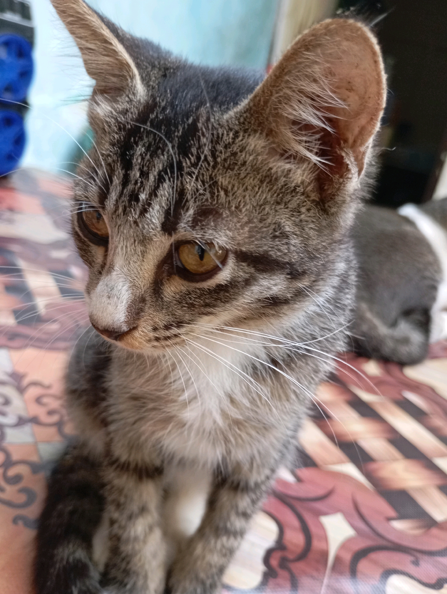A close-up shot captures a tabby kitten sitting on a patterned surface. The kitten has grey and brown fur with dark stripes. Its large, amber eyes are looking to the left. Long white whiskers extend from its snout. The background is out of focus, showing a blurry blue object on the left and a grey and white cat on the right. The surface the kitten is sitting on is flat and appears to be a table or floor with a reddish-brown and cream-colored pattern. This scene is likely from a domestic setting in Balikpapan, Indonesia.