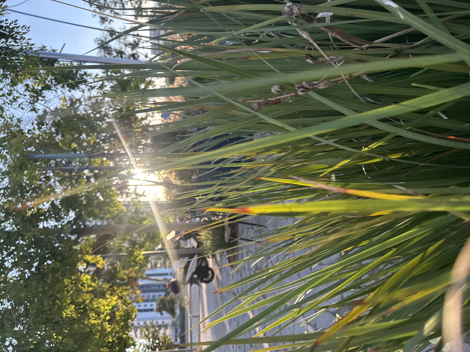 This image, taken in Hod HaSharon, Israel, captures a sun-drenched outdoor scene partially obscured by lush green foliage in the foreground. The sun's rays stream through the leaves, creating a lens flare effect and casting a warm glow. In the background, a street is visible with several parked motorcycles. A building with multiple windows can be seen across the street. The time of day appears to be late afternoon or early evening due to the low angle of the sun and the warm lighting. The weather seems pleasant, with clear skies suggested by the bright sunlight. The overall mood is tranquil and serene, enhanced by the natural elements and the gentle light. There is no visible text in the image.