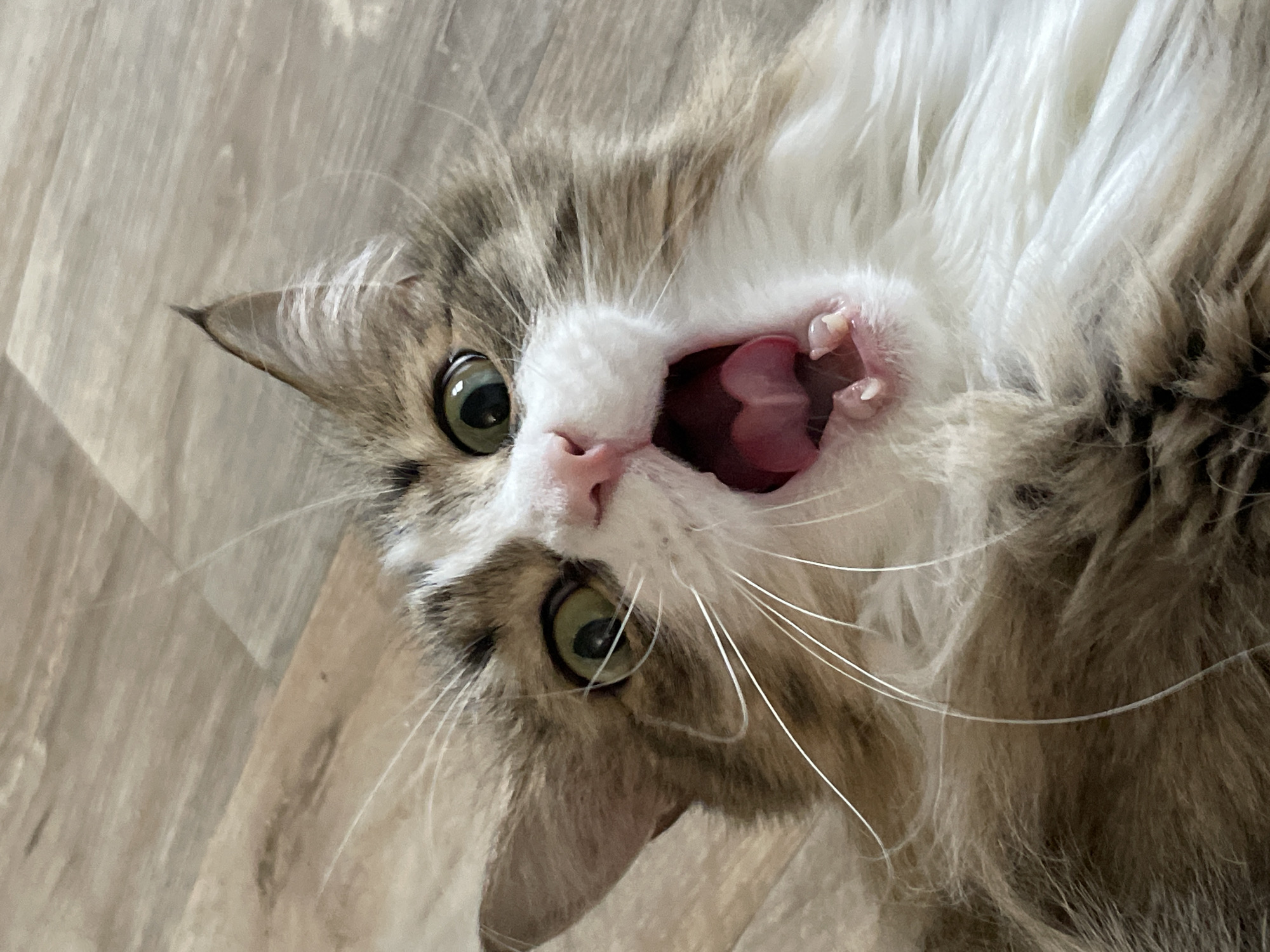 The image depicts a cat lying on its back with its mouth wide open, revealing its tongue and teeth. The cat has green eyes, white whiskers, and a patterned fur coat of white, brown, and gray. The background appears to be a light-colored wooden floor. The location of the image is not discernible, and there's no information to suggest it was taken in Izhevsk, Russia.