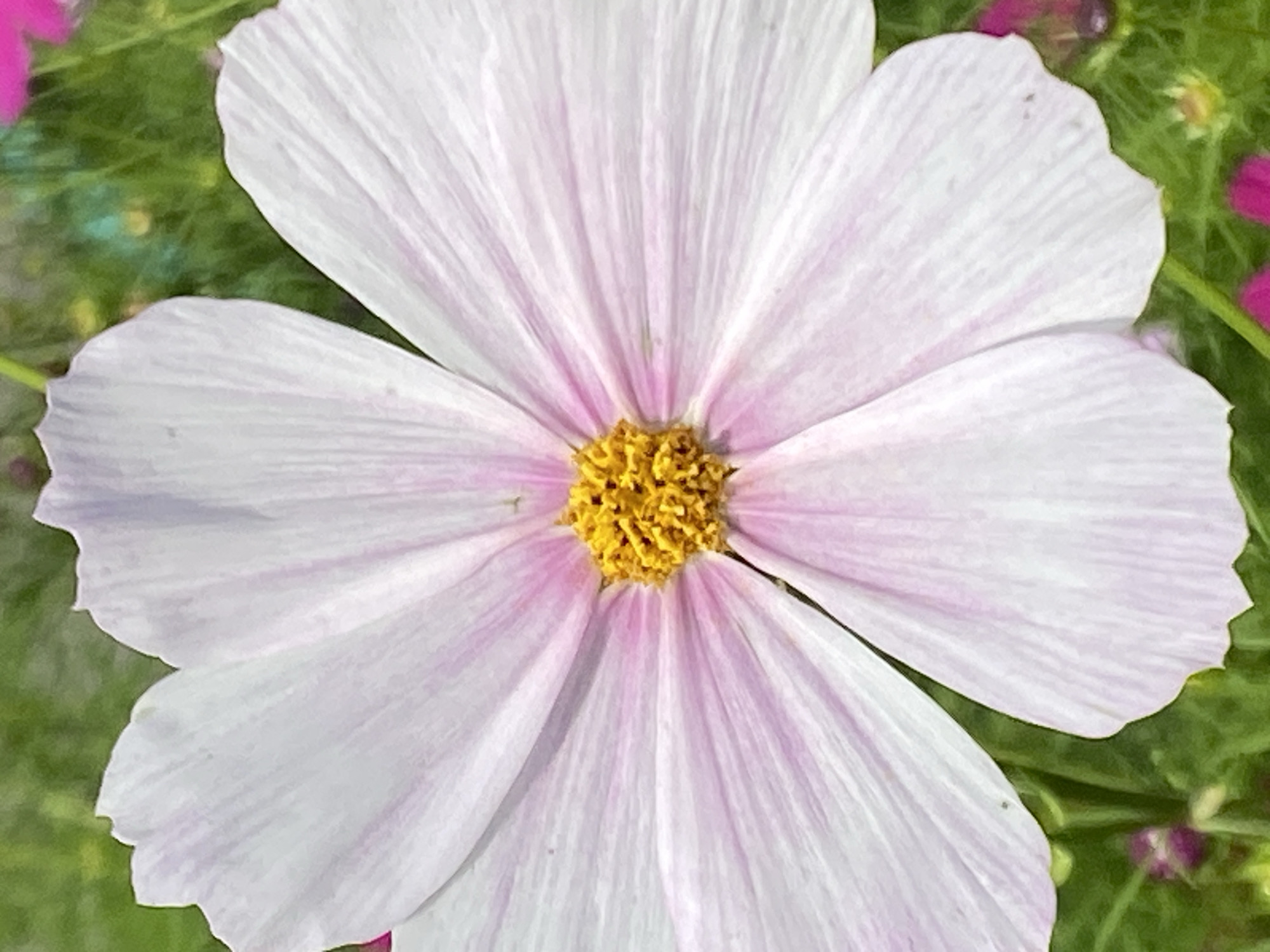 A close-up, slightly angled, vertical, eye-level shot captures a single, delicate, light pink cosmos flower in full bloom. The flower's petals, edged with a subtle blush of deeper pink and lined with fine veins, radiate outwards from a bright yellow, textured center. The petals are slightly cupped and irregular in shape. The background is a soft blur of green foliage, with hints of other pink and magenta flowers in the distance. The lighting appears to be natural daylight, creating soft shadows and highlighting the flower's texture. The image does not contain any people or specific landmarks that would indicate a location in Novokuznetsk, Russia.