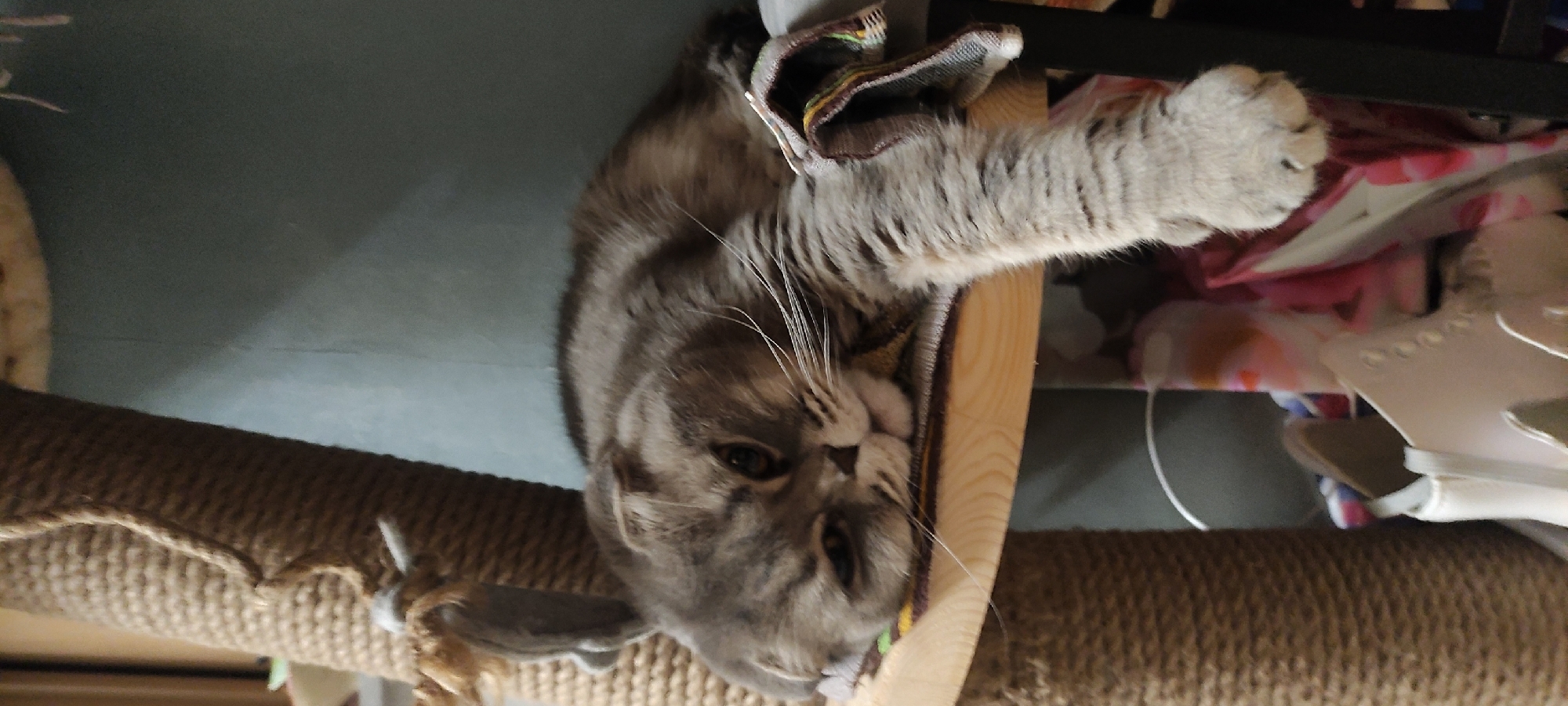 A gray tabby cat lies upside down on a multi-level cat tree. The cat's face is turned towards the viewer, with its right paw extended. A scratching post covered in rope is visible in the foreground. The cat tree has various platforms, with some covered in fabric. Various objects are stored on the shelves of the cat tree. The location is likely indoors, but Fryazino, Russia cannot be confirmed.