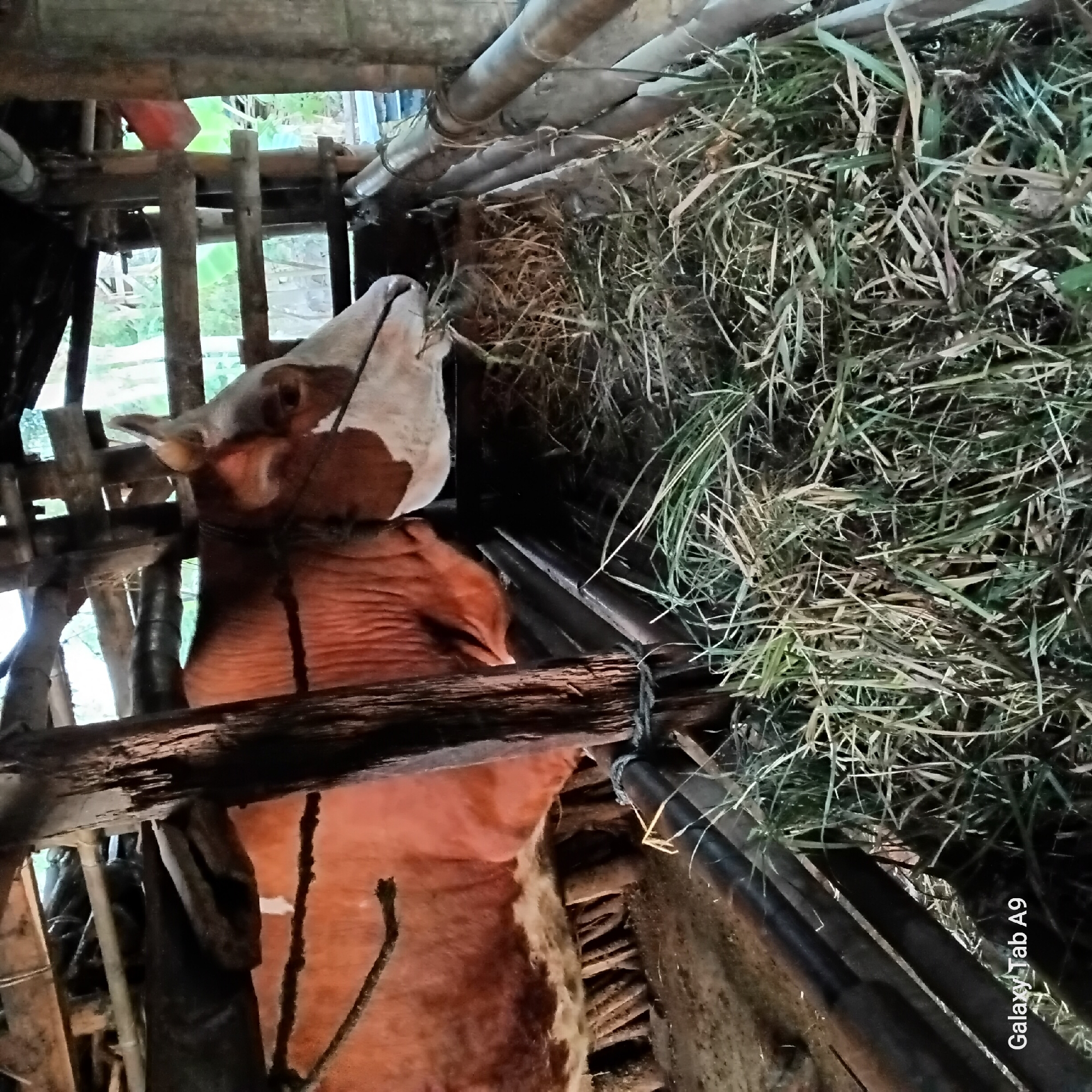 A brown and white cow is eating hay in a wooden pen. The pen is made of rough-hewn wood and bamboo, with a dirt floor. The cow is tied with a rope around its neck. The pen is outdoors, with some greenery visible in the background. The scene appears to be in a rural area. The watermark "Galaxy Tab A9" is present in the bottom left corner. The location is identified as Trenggalek, Indonesia.