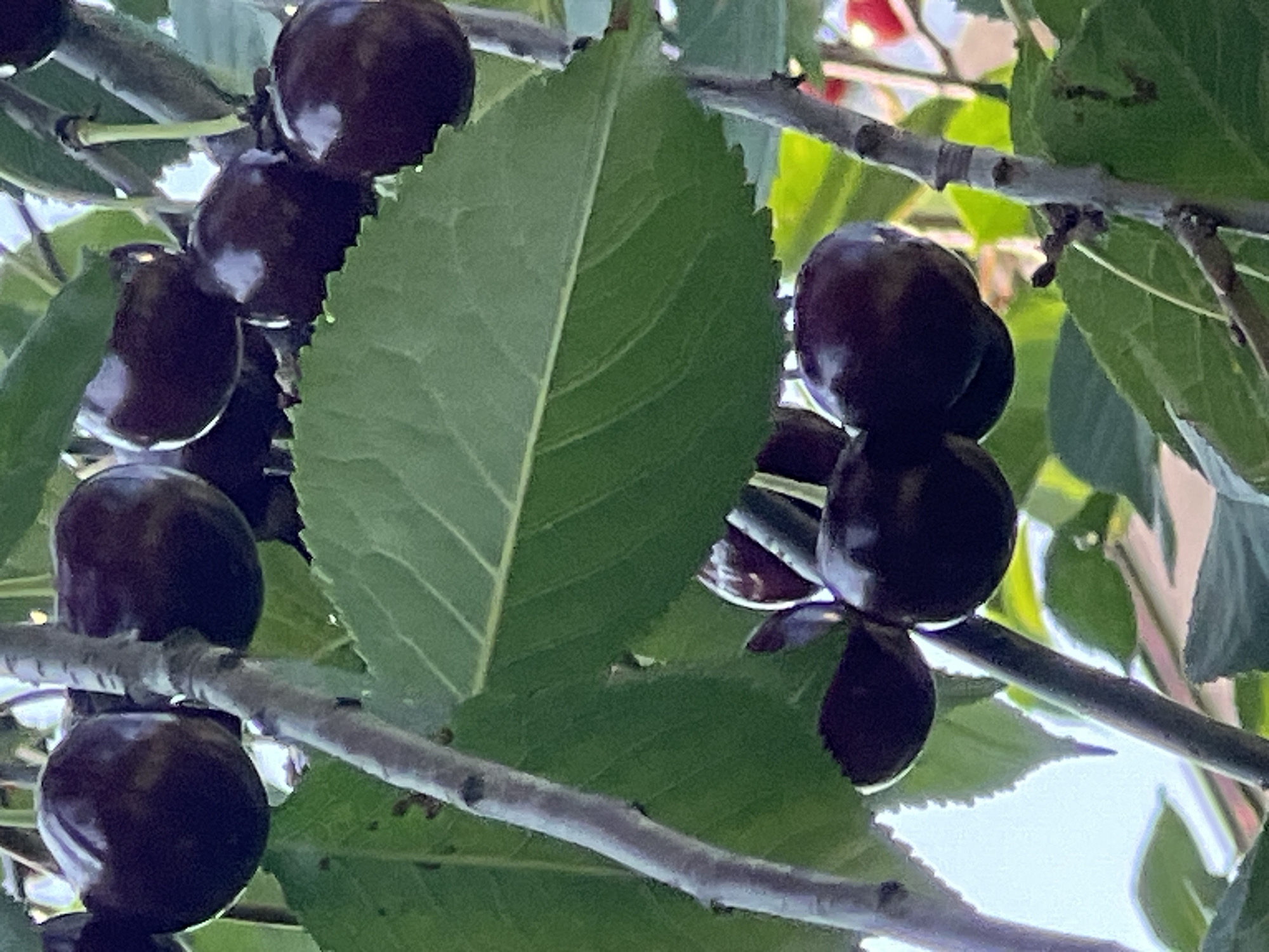 The image shows a close-up view of a cherry tree with ripe, dark red cherries hanging from its branches, surrounded by green leaves. The cherries are clustered together, some appearing slightly shiny from the sunlight. The branches are thin and greyish-brown. The background consists of a bright, out-of-focus sky and hints of other greenery. There are no people visible in the image. The location is Lopatino, Russia.