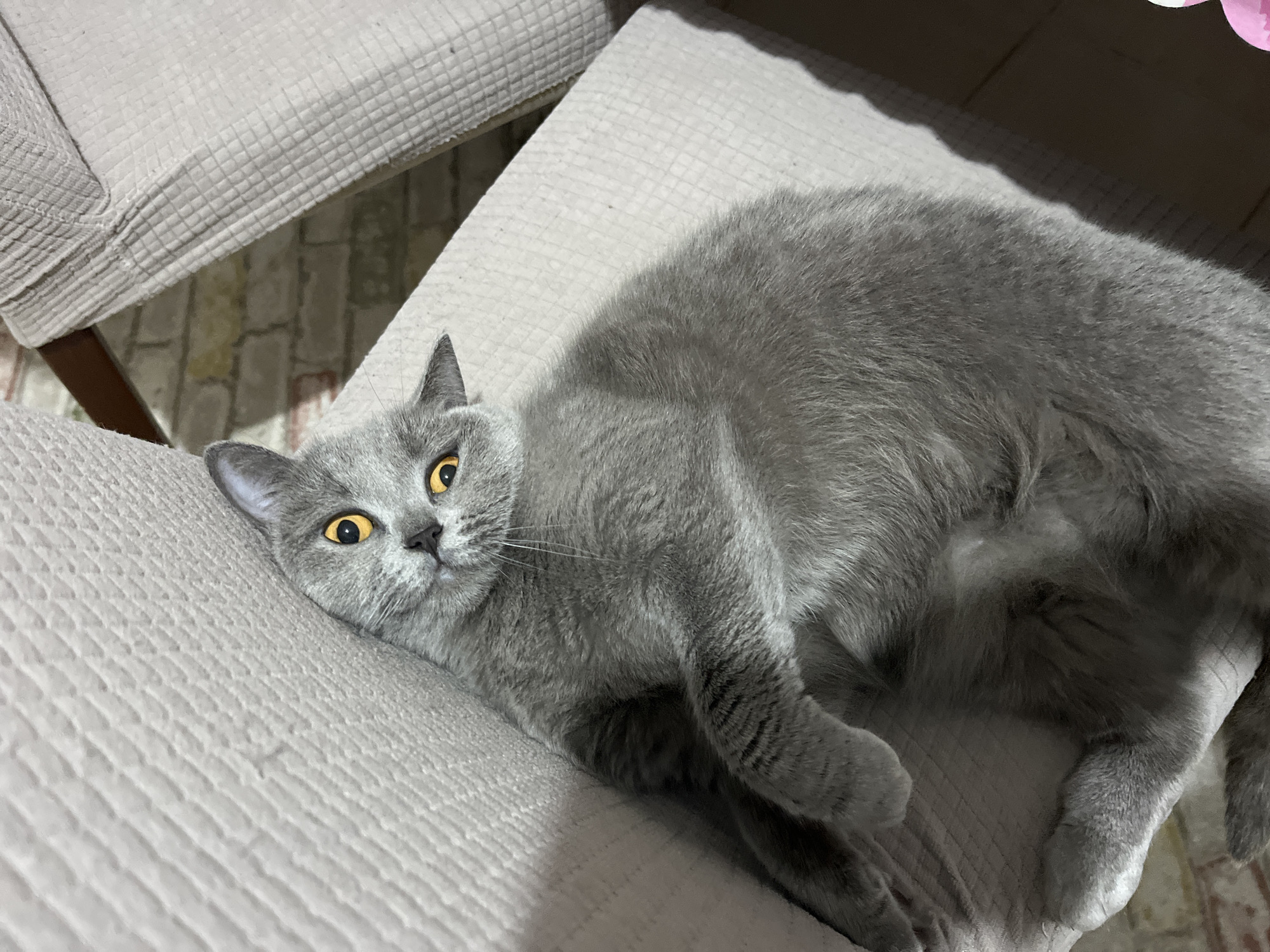 A grey cat with yellow eyes lies on a light grey cushioned chair. The chair appears to be indoors with a brick floor visible in the background. The location is Alanya, Turkey.