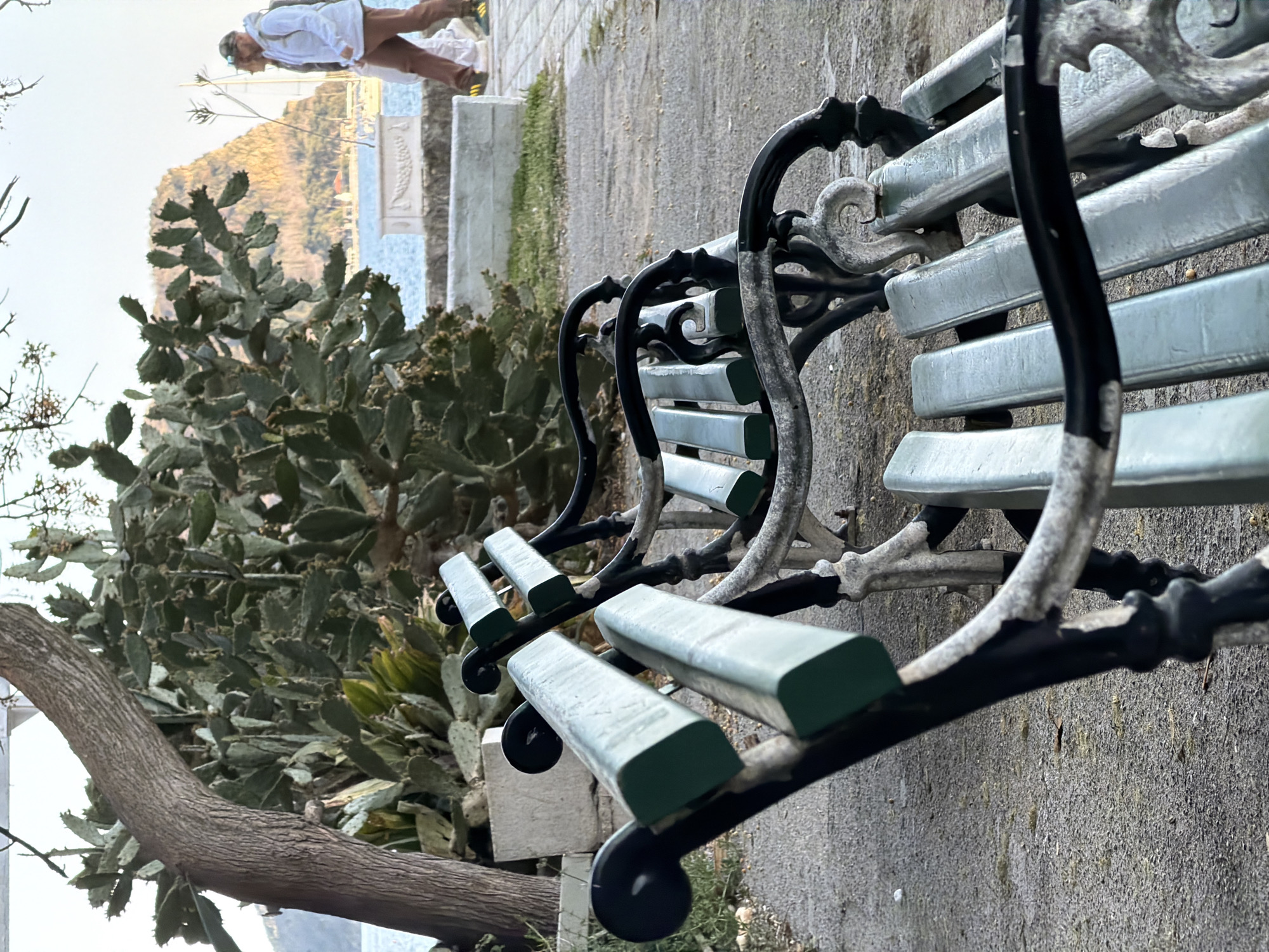 The image shows a row of ornate, old-fashioned benches lined along a paved walkway. The benches are constructed with black metal frames featuring decorative swirls and light green painted wooden slats for seating. A large, densely clustered prickly pear cactus grows behind the benches. Beyond the cactus, there's a glimpse of a coastal view, showing the sea, distant mountains, and a person leaning over a concrete ledge. The location is likely near the coast, possibly in the city of Budva, Montenegro, given the Mediterranean vegetation and coastal setting. The image suggests a park or public garden area along the waterfront.