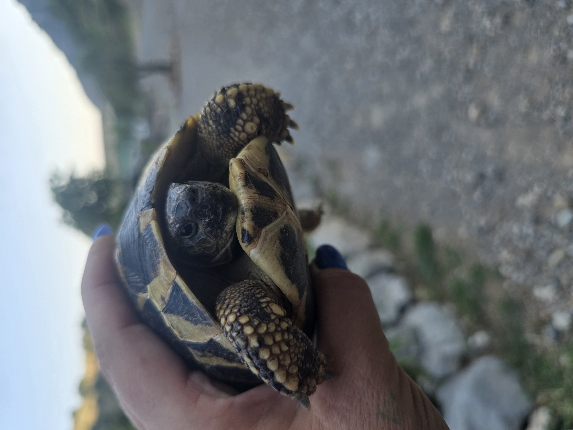 A person's hand, with blue-painted fingernails, holds a small tortoise close to the camera. The tortoise's shell is patterned with dark brown and yellow. Its head is visible, with dark eyes and a beak-like mouth. The tortoise's legs and feet, covered in rough, scaly skin, are also visible. The background is blurred, showing a gravelly path, some rocks, and vegetation. The sky above is a pale blue, indicating it is either early morning or late evening. The location is listed as Unknown, Unknown.