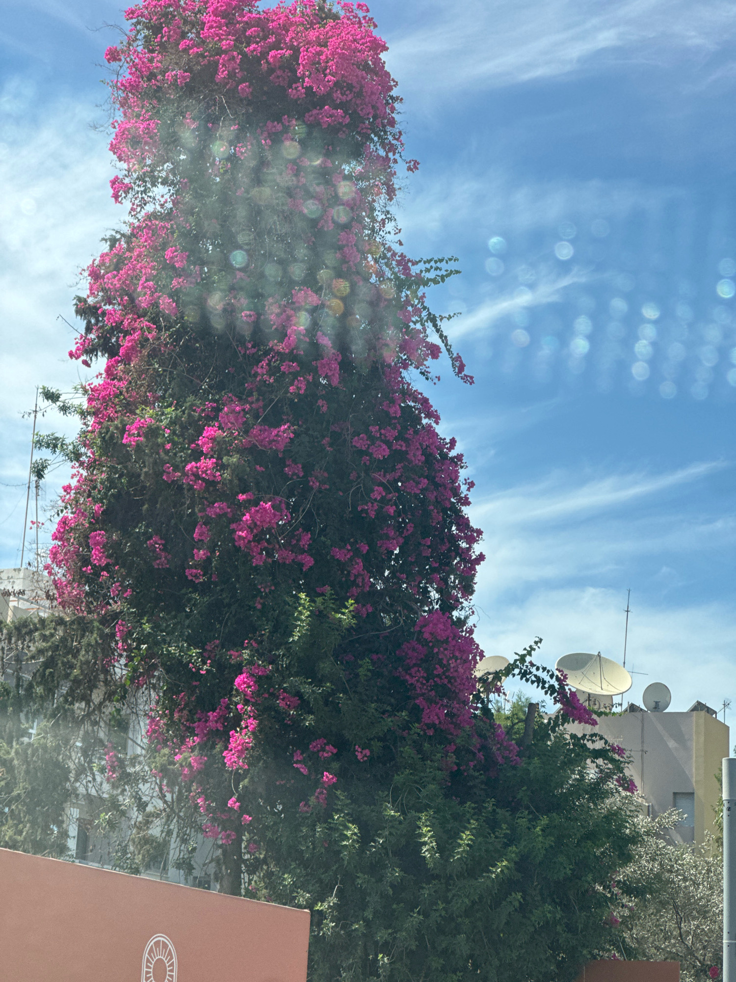 A towering bougainvillea plant, heavily laden with vibrant pink flowers, dominates the left side of the frame, reaching high into a bright blue sky dotted with wispy white clouds. The bougainvillea is interspersed with dark green foliage. In the background, to the right, are the tops of buildings, including a light-colored structure with satellite dishes on its roof. A tall, thin metal pole with what appears to be an antenna extends upwards from behind the bougainvillea. The lower foreground is partially obscured by a terracotta-colored wall with a white circular emblem visible. The scene appears to be an outdoor urban or suburban setting. The sun is casting a glare on the lens, creating circular light flares across the image. The location is identified as Agios Tychona Community, Cyprus.
