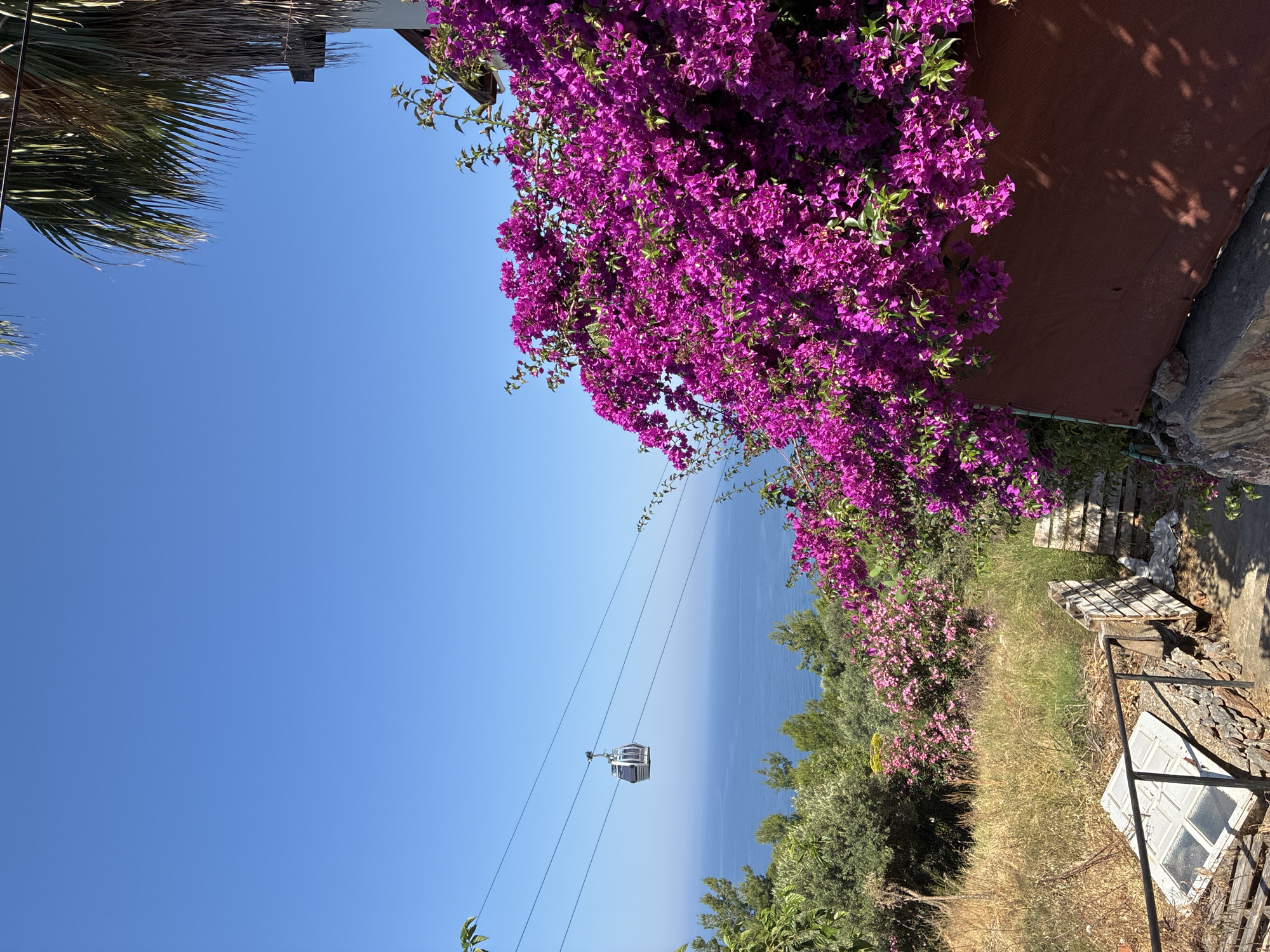 The image presents a bright outdoor scene in Alanya, Turkey, overlooking the Mediterranean Sea. A single, grey-bodied cable car cabin, with visible suspension cables, traverses a clear, vibrant blue sky in the upper-midground. The expansive blue sea occupies the midground, meeting a distant horizon. Below the sea, a landscape of diverse green trees and dry, light brown grasses covers a sloping terrain. In the right foreground, a dense, vivid mass of purple bougainvillea flowers cascades over a reddish-brown retaining wall or structure, with distinct shadows cast upon it. The lower-left foreground displays a dark metal railing, possibly part of a pathway, with a white, multi-paned object resembling a discarded window or door frame resting on the dry ground beside it. Additional green foliage is visible on the far left, and a segment of a palm tree is present in the upper-right corner. No human figures are depicted.