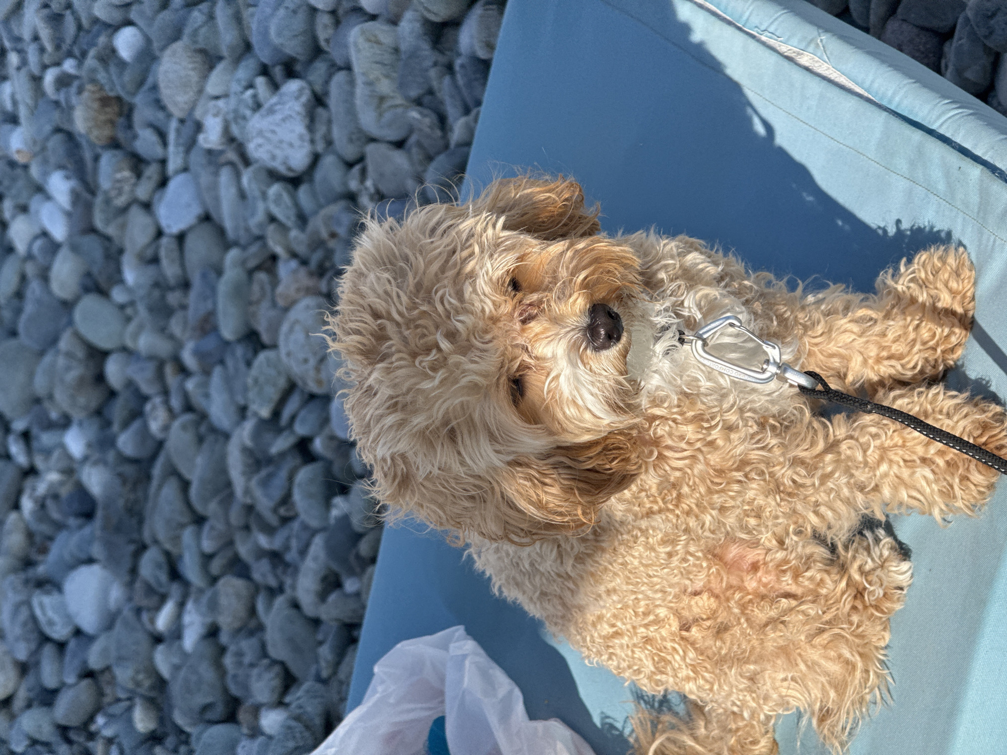 A small, light brown, curly-haired canid, consistent with a Poodle-type mix, is seated on a blue, possibly inflatable, mat. The animal's fur displays varied shades of tan and light brown, and a distinct reddish patch is visible on its left flank. A black leash is attached to its collar via a silver carabiner clip, positioned on its chest. To the left of the canid, a crumpled white plastic bag rests on the blue mat. The background depicts an out-of-focus, rocky or pebbled surface, composed primarily of grey and lighter-colored stones. Strong directional sunlight illuminates the scene, casting sharp shadows on the blue mat. No human subjects are present. The location is Sochi, Russia.