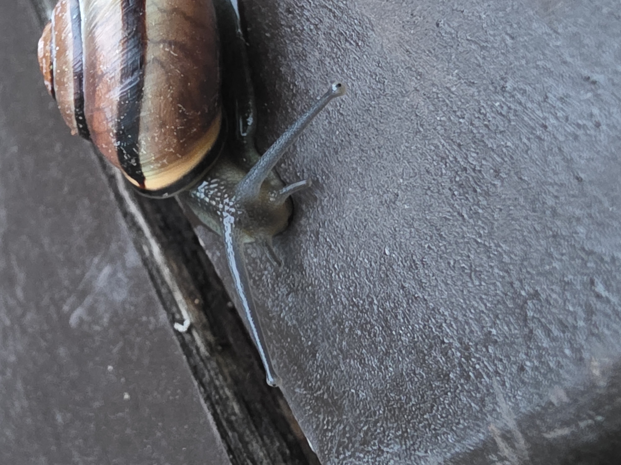 Close-up of a snail crawling on a textured gray surface, possibly concrete or stone. The snail's shell has brown and dark brown stripes. The snail is extended, showing its head and eyestalks. The background texture suggests an outdoor environment. The location, Chaikovsky, Russia, is geographic information but not directly visible within the image.