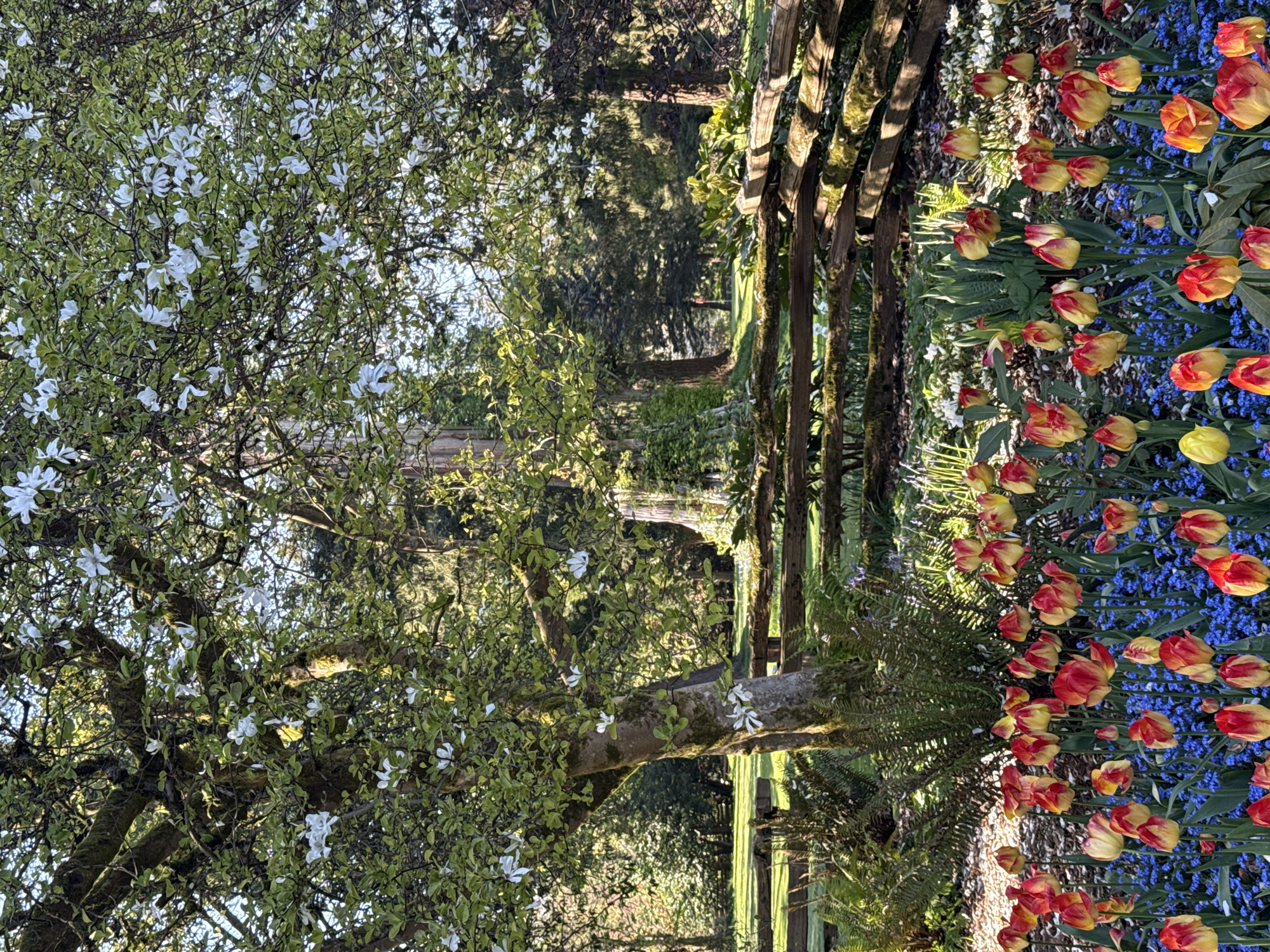 This image showcases a garden scene, likely photographed in Vancouver, Canada. On the left, a mature tree with white blossoms dominates the frame, its branches sprawling outwards. The background features a forested area with taller trees visible between the blossoms. A rustic wooden fence runs along the middle, with some moss growth on the wood. To the right of the fence, a vibrant garden bed is full of tulips in shades of red and yellow, interspersed with small blue flowers. The ground is covered with green foliage and grass. The lighting suggests it's either early morning or late afternoon. No people are visible.