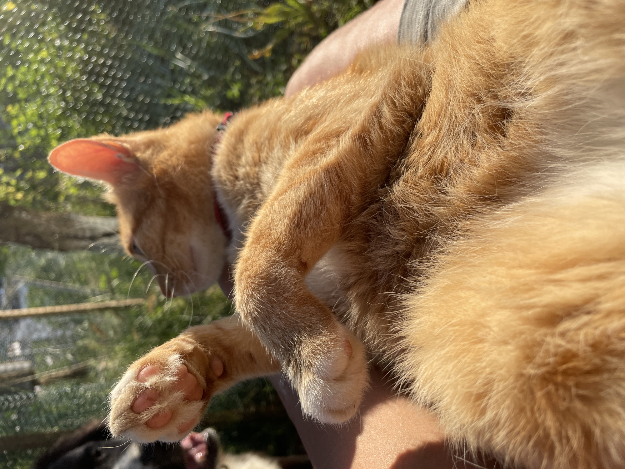 The image shows an orange cat resting on someone's lap outdoors in Zlatograd, Bulgaria. The cat is curled up, with its paws tucked in. The sun is shining brightly, casting shadows and highlighting the cat's fur. In the background, there is greenery and a fence, suggesting a garden or yard. There is also a glimpse of another animal, possibly a dog, lying down in the lower portion of the frame. The scene appears peaceful and relaxed, with the cat enjoying a nap in the warm weather. The time of day is likely midday or afternoon, given the strong sunlight.