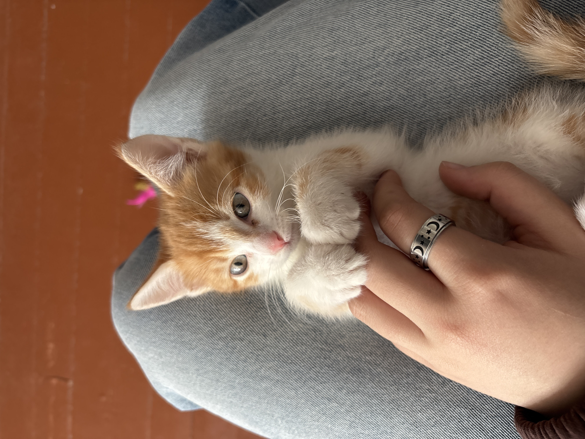 A close-up, high-angle shot shows an orange and white kitten being held on someone's lap. The kitten is lying on its back, with its paws tucked in, looking at the camera with wide, light-colored eyes. The person's hand is visible, gently touching the kitten's fur. A ring with moon and star patterns is on the person's finger. The person is wearing blue jeans. The background consists of a reddish-brown wooden floor. The image does not contain any specific landmarks or details that would allow for its location to be identified in Svietlahorsk, Belarus.