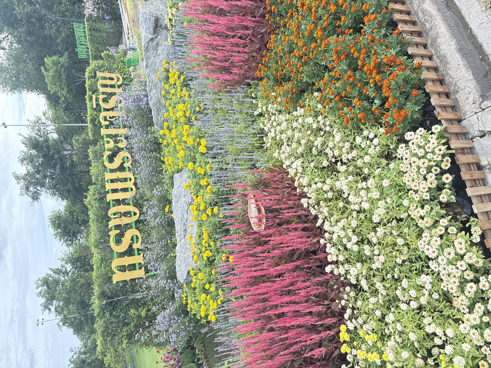 The image captures a vibrant flower garden located in Bangkok, Thailand. A large, golden sign with Thai script is prominently displayed against a backdrop of manicured green hedges. The garden itself is meticulously arranged with several distinct types of flowers in a variety of colors, including bright pink plumes, yellow marigolds, purple spiky flowers, and clusters of small white blossoms. In the foreground, a rustic wooden border separates the flower beds from a paved pathway. The scene is set under an overcast sky, with trees and a lamppost visible in the background, suggesting an outdoor public space. The overall impression is one of a well-maintained and aesthetically pleasing botanical display within a city park.