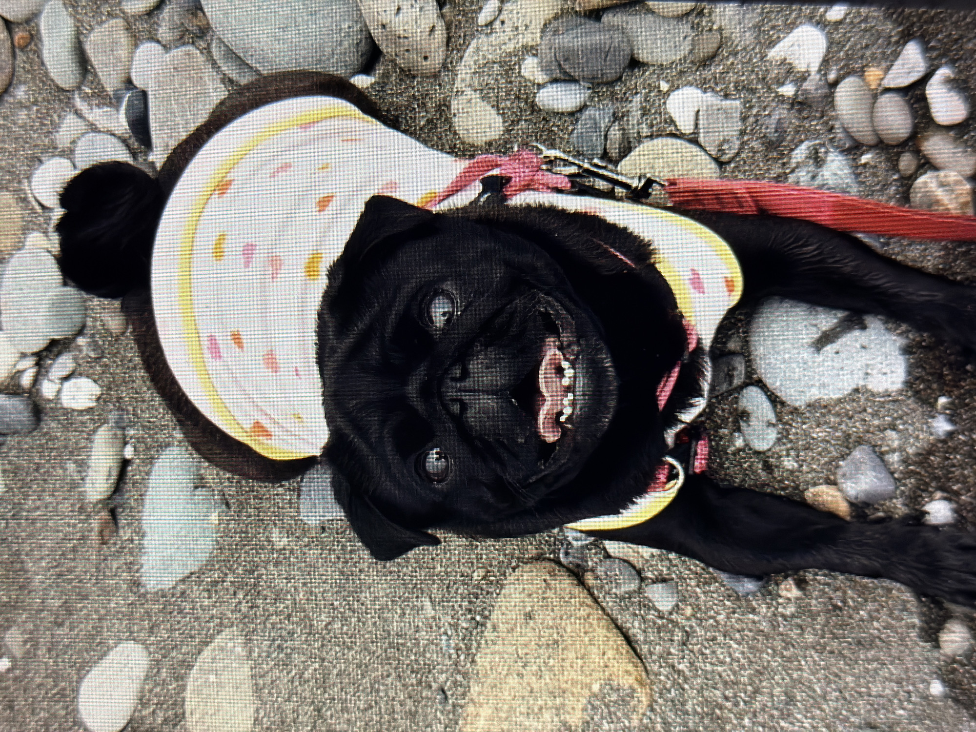 A black pug wearing a white shirt with pink and yellow hearts is lying on a rocky beach. The pug's mouth is open, and its tongue is visible. A red leash is attached to the pug's harness. The background consists of small, smooth stones and pebbles. The location is not specified as Sirius, Russia.