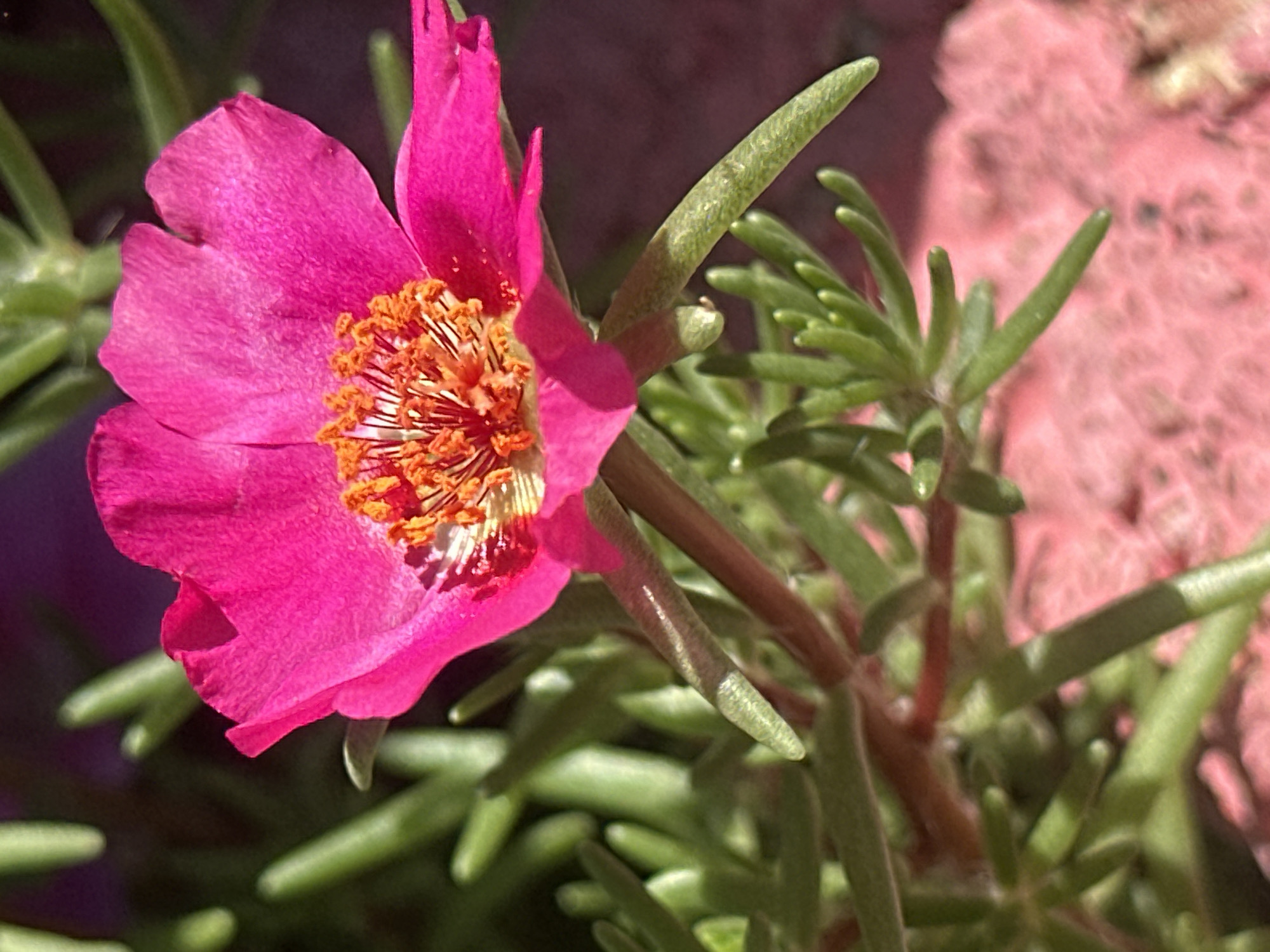 A vibrant, pink Portulaca flower is in full bloom, its delicate petals unfurling under the sunlight. The center of the flower is a cluster of bright orange stamens, creating a striking contrast with the vivid pink of the petals. The flower is surrounded by its succulent, green leaves, which are clustered along thick, reddish stems. The background is a blur of dark green foliage and a soft pinkish-red textured surface, possibly a pot or the ground. The image captures the intricate beauty of the flower in close-up, highlighting its natural textures and colors.