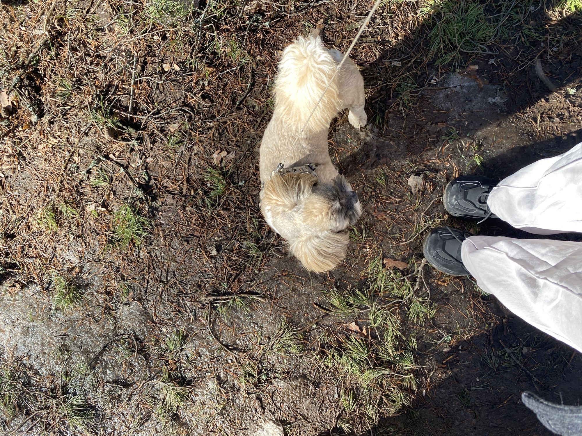 A small, light-colored dog stands on dirt and pine needles, restrained by a leash extending out of frame. The dog faces away from the viewer, with its hindquarters closer to the camera. A person wearing white pants and dark shoes stands to the right of the dog. Patches of ice are visible on the ground. The location is assumed to be within the city of Chaikovsky, Russia.