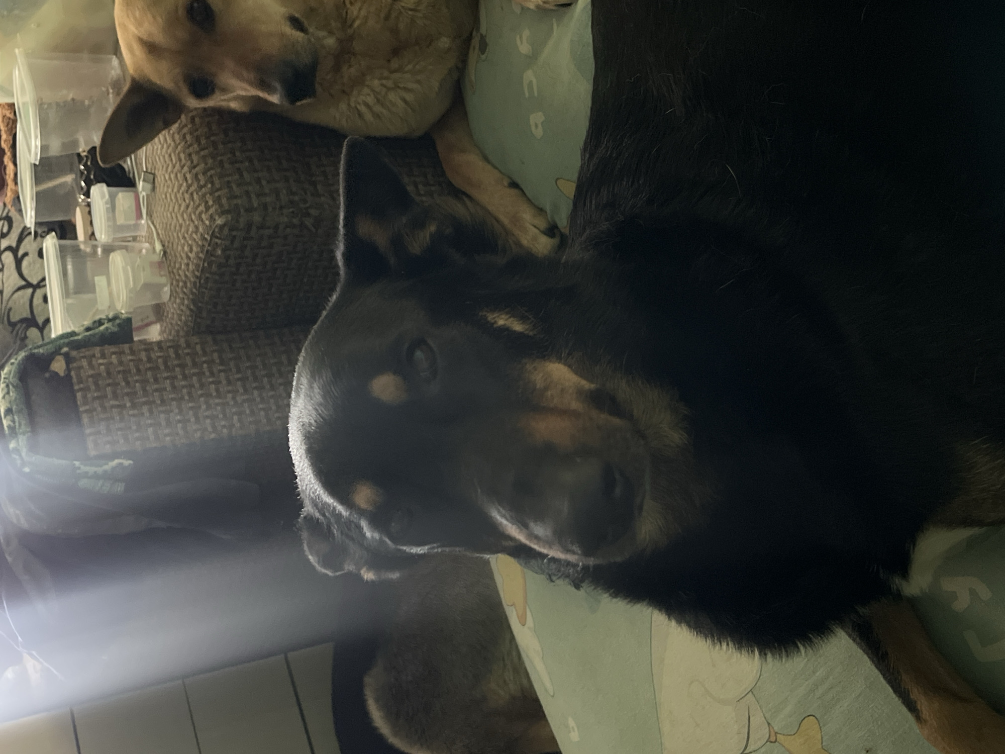 The image shows two dogs lying down. One dog has light tan fur and is resting on what appears to be a textured cushion. The other dog has primarily black fur with tan markings on its face and paws. This dog appears to be lying on a light blue patterned blanket. A pile of clear plastic containers is stacked in the background on the left. The location and city of Nizhny Tagil, Russia, are not discernible from the provided image.