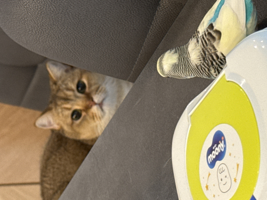 The image depicts an indoor scene in l'Hospitalet de Llobregat, Spain, featuring a domestic cat and a parakeet. In the foreground, a white and yellow plastic container, bearing the "moony" brand logo and baby-themed illustrations, is positioned. A light yellow and blue parakeet, displaying black barring on its head and back, is perched on this container, facing away from the camera and towards the center of the frame. Behind the parakeet, a grey upholstered surface spans the midground. Behind and to the left of this surface, a golden-brown tabby cat is partially visible, its head and upper body emerging. The cat's eyes are directed forward, fixated on the parakeet. The background behind the cat is a blurred, light tan surface.