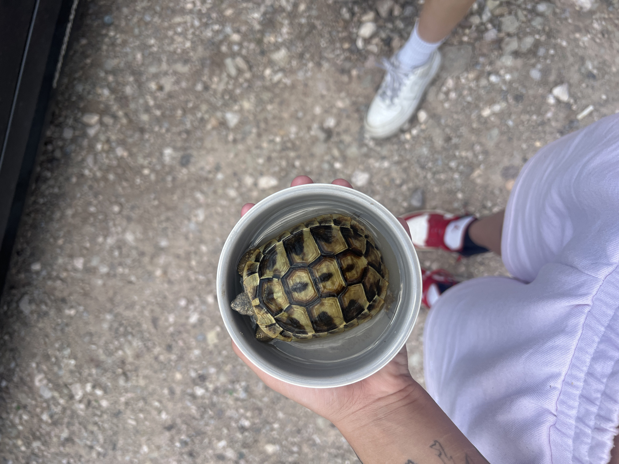 A person is holding a small turtle in a grey bowl filled with water. The turtle's shell has a pattern of yellow and brown. The person is wearing white shorts and has tattoos on their arm. In the background, a person wearing white sneakers and red and white shoes can be seen. The ground is covered in gravel. The scene appears to be outdoors, possibly in an urban or suburban environment with a paved or graveled area. The image does not provide enough information to specifically identify the location as Pravoslav, Bulgaria.