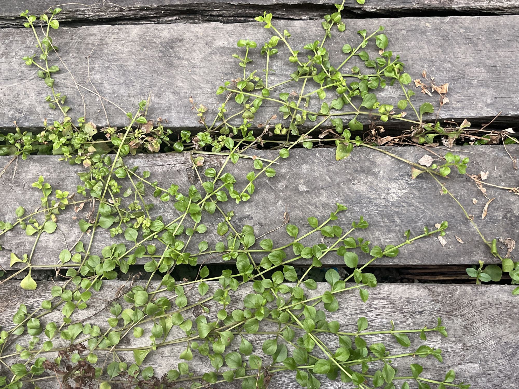 The image shows a close-up, overhead view of green vines growing between weathered wooden planks. The vines have small, oval-shaped leaves and delicate stems. Some brown, dried leaves are interspersed with the green foliage. The wooden planks appear to be part of an outdoor structure, possibly a deck or boardwalk, with visible grain and texture. The lighting suggests an outdoor environment, possibly during the day, with soft shadows. There are no people or animals visible in the image. The scene is located in Meliau Hulu, Indonesia, where this type of vegetation is common in outdoor settings.