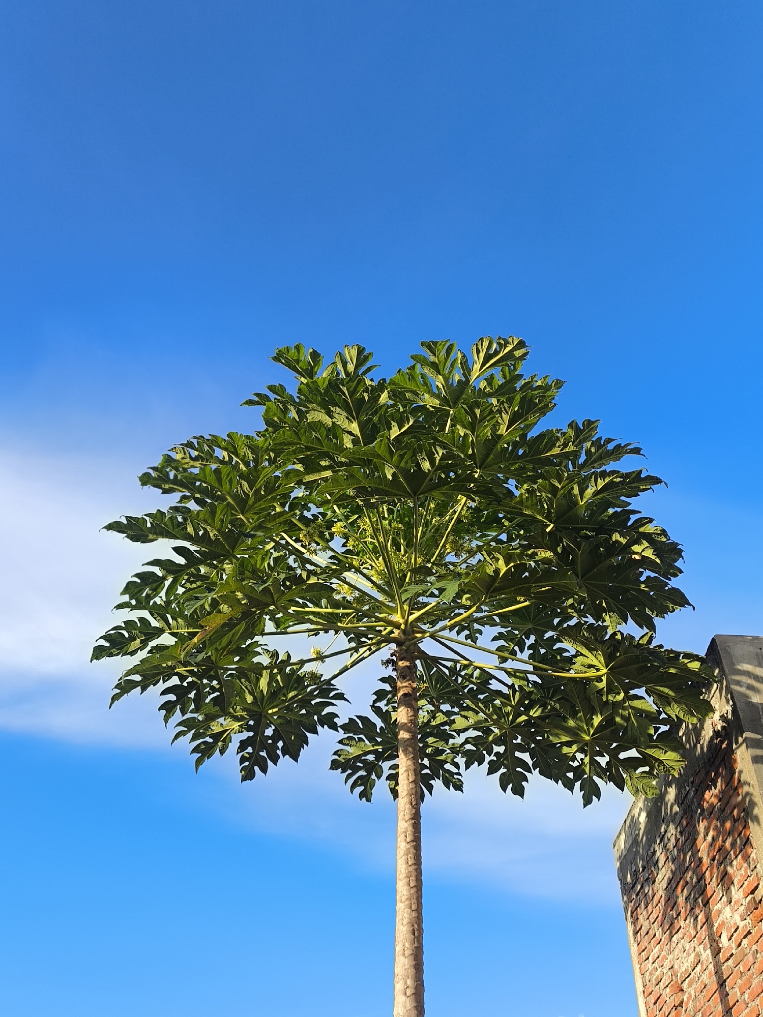 A papaya tree, with its large, deeply lobed green leaves, stands tall against a clear blue sky. The tree's trunk is visible, showing its textured bark. To the right of the tree, a brick wall, part of a building, casts a shadow across the scene. The image was taken in the city of Bireuenmeunasahreuleut, Indonesia.