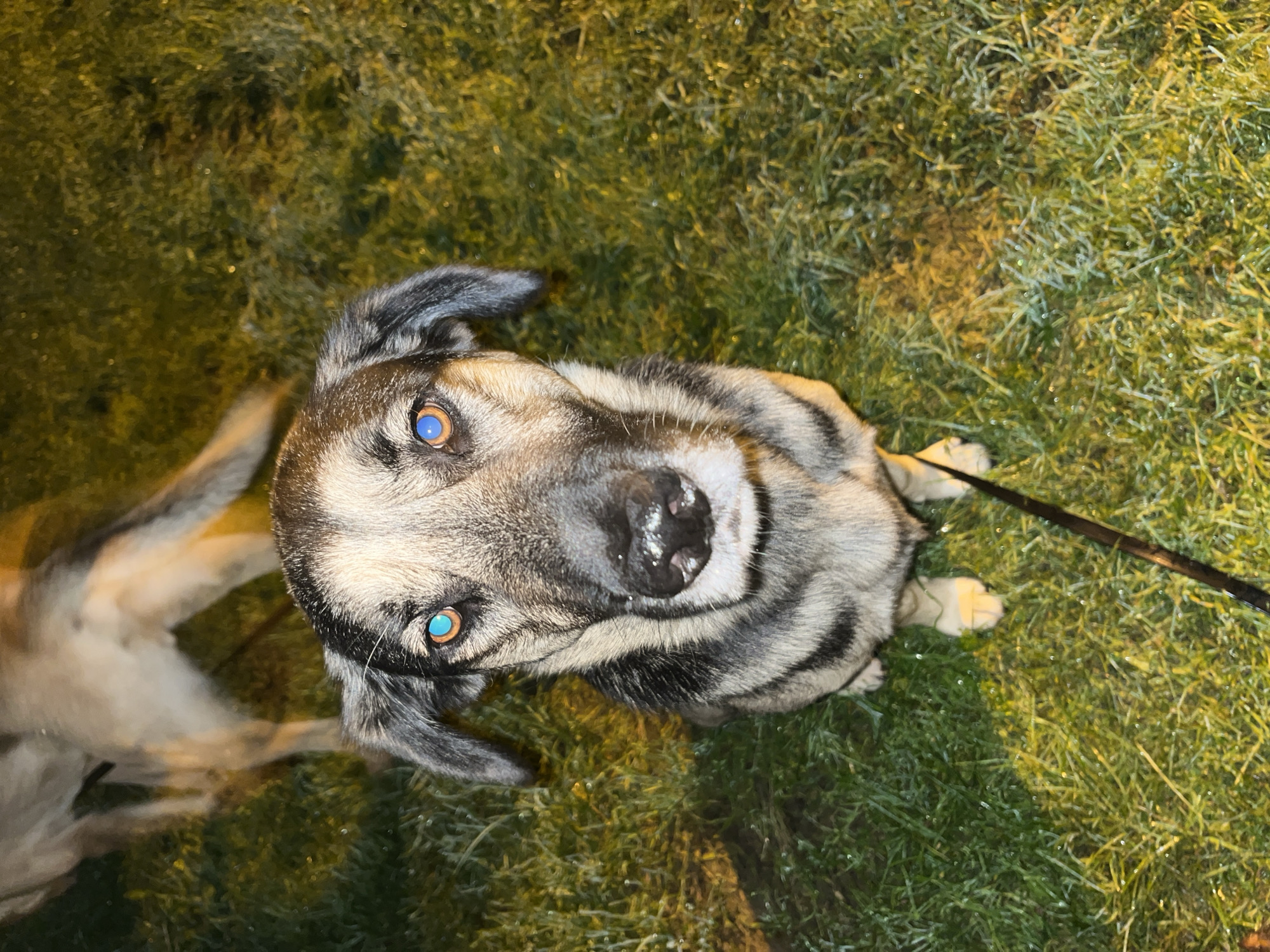 A medium-shot, outdoor, eye-level, close-up photograph shows a German Shepherd mix sitting on green grass at night. The dog's face is in focus, with its head tilted slightly upwards and to the left. Its fur is a mix of tan, black, and gray. The dog has distinctive blue and orange heterochromia in its eyes. Its nose is wet and has a few visible white specks. A black leash extends from the dog's mouth downwards out of the frame. In the background, out of focus, another dog, lighter in color, is walking away from the camera, its hindquarters and tail visible. The grass is slightly damp and illuminated by an unseen light source, creating a yellowish-green glow. There are no discernible landmarks to indicate a specific location in Nizhny Tagil, Russia. The scene appears to be a residential yard or park area.