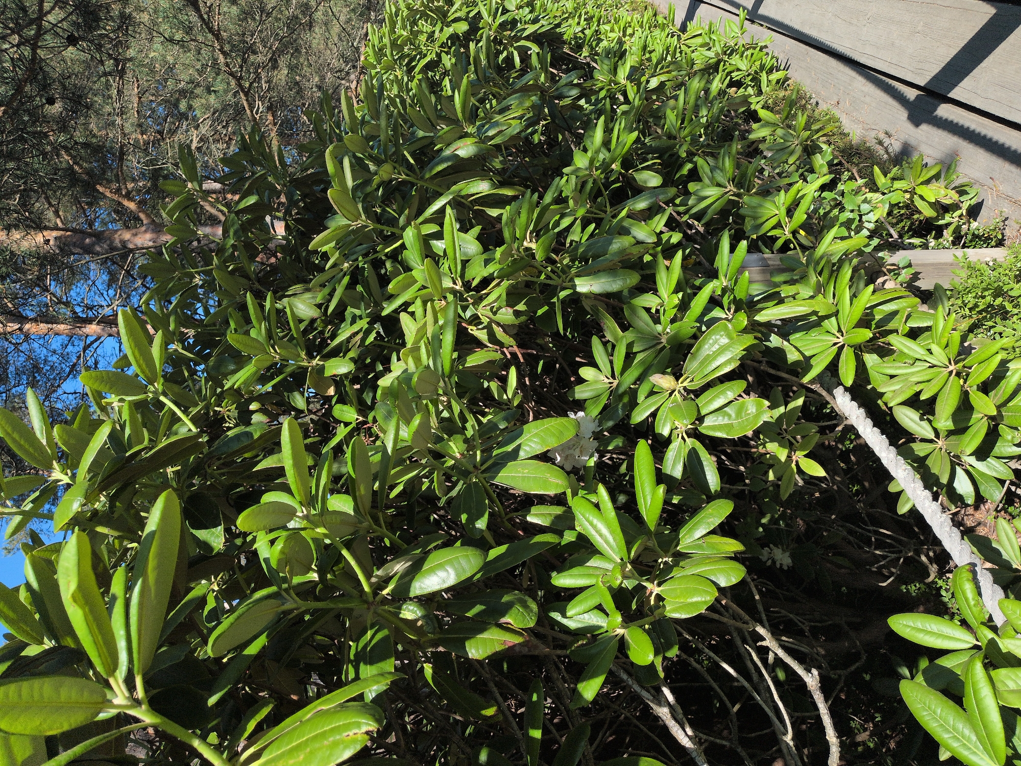 The image displays a dense, verdant hedge composed primarily of rhododendron plants, characterized by their large, glossy, ovate leaves. A single white rhododendron bloom is visible within the central foliage. To the immediate right, a weathered wooden boardwalk, constructed from greyish-brown planks, extends into the background. Strong sunlight illuminates the scene, casting distinct shadows from the foliage onto the boardwalk. In the upper right background, a stand of mature pine trees with reddish-brown trunks and dark green needle-like foliage rises against a clear blue sky. A thick, grey, twisted rope lies partially visible on the ground adjacent to the boardwalk in the lower left quadrant. No individuals or specific actions are depicted. This natural environment is characteristic of various parks or coastal walking paths within Helsinki, Finland.
