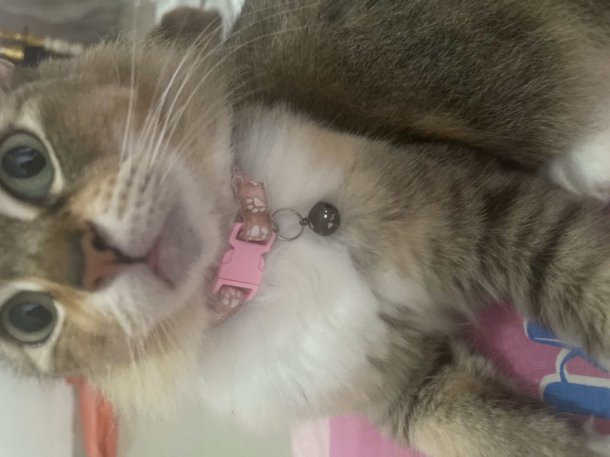 The image is a close-up, eye-level shot of a domestic cat's face and upper body. The cat has light green eyes and its fur is a mix of brown, grey, and white. It is wearing a pink collar with a pattern of white paw prints and a small, dark bell attached to it. The cat's mouth is slightly open, revealing a pink tongue. The background is out of focus but appears to be indoors, with hints of pink and blue fabric. The lighting is soft and appears to be from an artificial source.