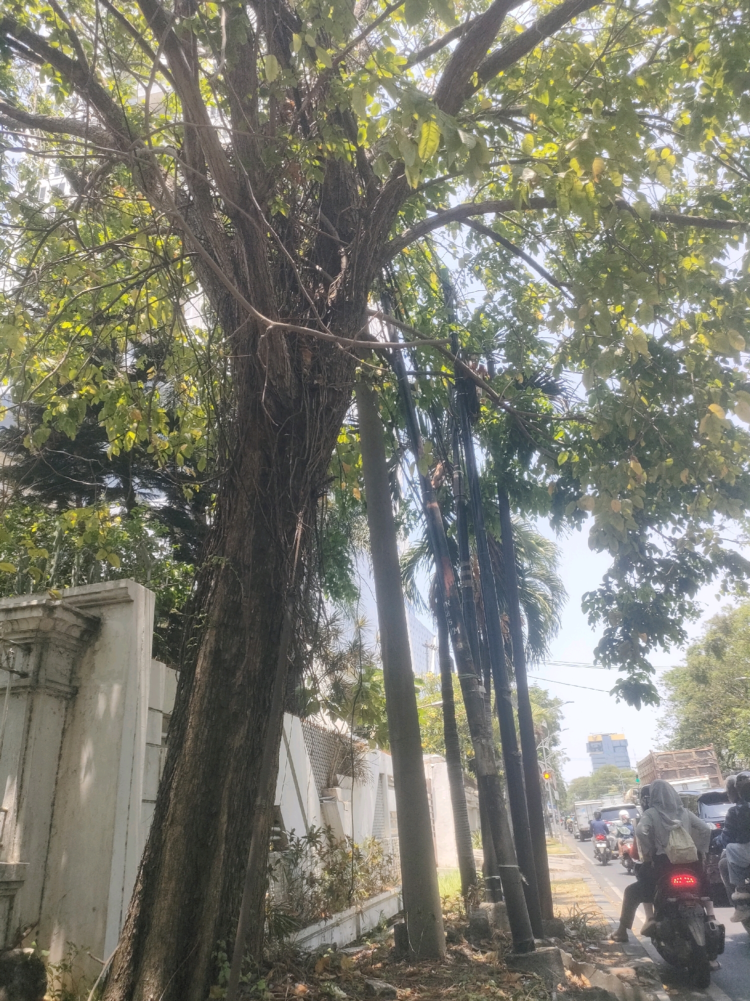 A wide-angle, low-angle outdoor shot captures a street scene in Surabaya, Indonesia, bathed in bright daylight. The foreground is dominated by a large, gnarled tree trunk with many hanging vines, its branches and green leaves obscuring much of the sky and framing the scene. To the left, a section of a white, ornate stone wall with a decorative top is visible, hinting at a property boundary. Behind the tree, a row of tall, slender palm trees stands, some appearing to have cables or wires wrapped around them. Further back, glimpses of buildings, including a modern, tall structure with reflective windows, suggest an urban environment. The background reveals a busy street with various vehicles, including cars and numerous motorcycles. A few individuals are seen on the motorcycles, one person wearing a grey hooded garment and a backpack on a motorcycle in the right foreground. A traffic light, showing yellow, is visible in the distance. The overall impression is a juxtaposition of natural elements with urban infrastructure and daily life in a bustling city.