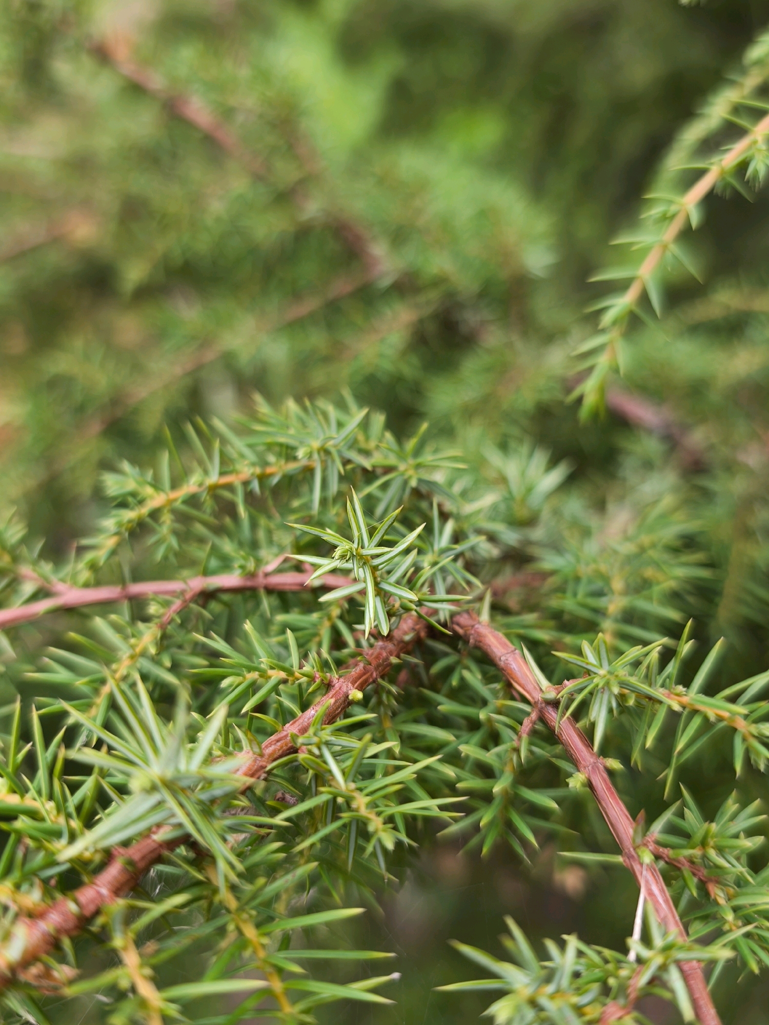 The image is a close-up, outdoor photograph of a juniper branch with green needles and reddish-brown bark. The background is a blur of green foliage, suggesting a natural environment. The focus is sharp on the needles and branches in the foreground, with some of the needles appearing to have small, light-colored buds. The lighting is soft and diffused, indicating it might be an overcast day or the photograph was taken in shade. There are no people or man-made objects visible in the image. The location is specified as Mahilyow, Belarus.