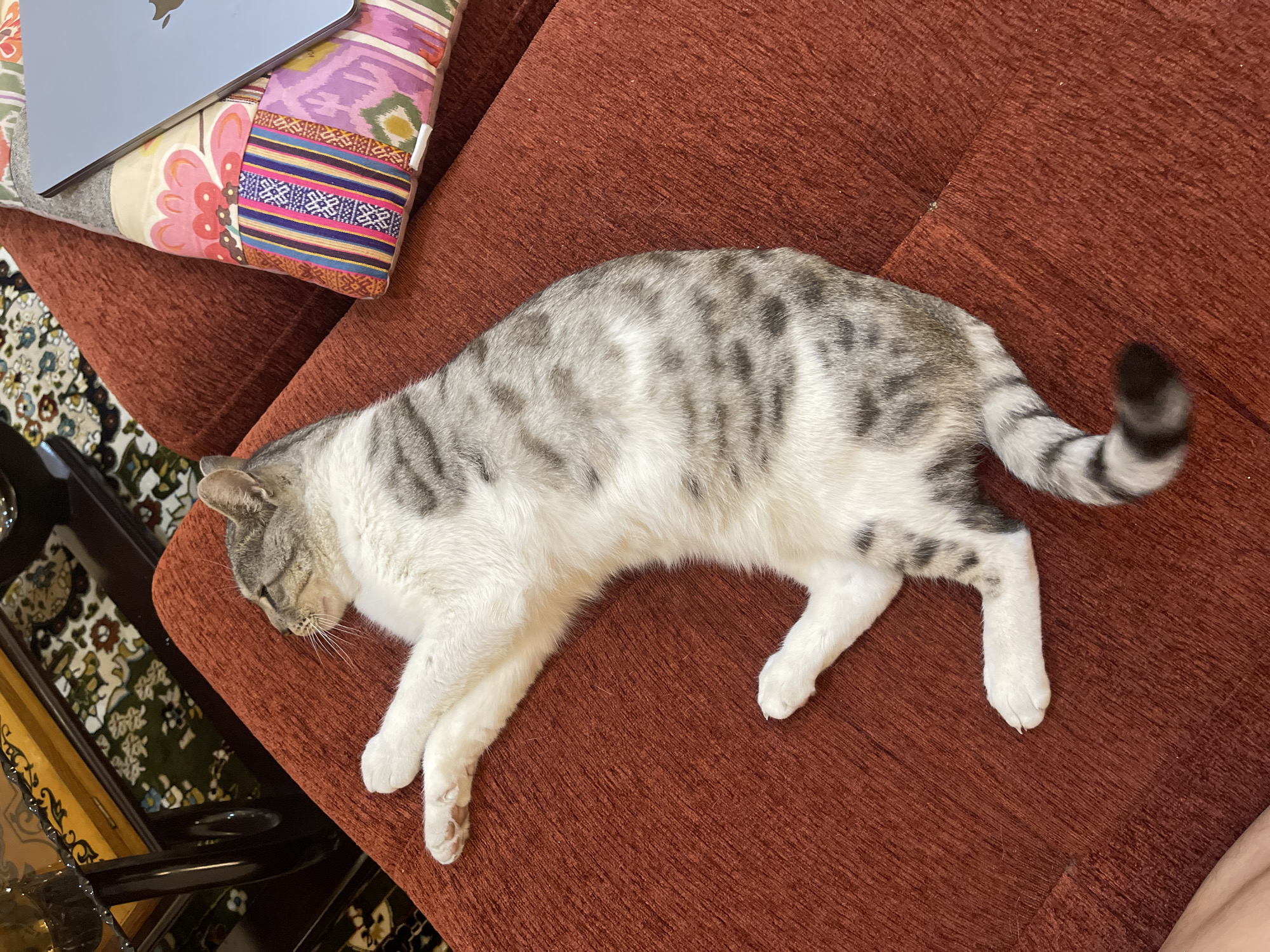 A grey and white tabby cat is sleeping on a reddish-brown couch. The cat is stretched out on its side, with its front paws extended and its hind legs bent. A colorful patterned pillow is visible on the right side of the couch, with a laptop placed on top of it. The background shows a dark wooden table with intricate designs and a carpet with floral patterns. The scene appears to be indoors, likely in a residential setting.