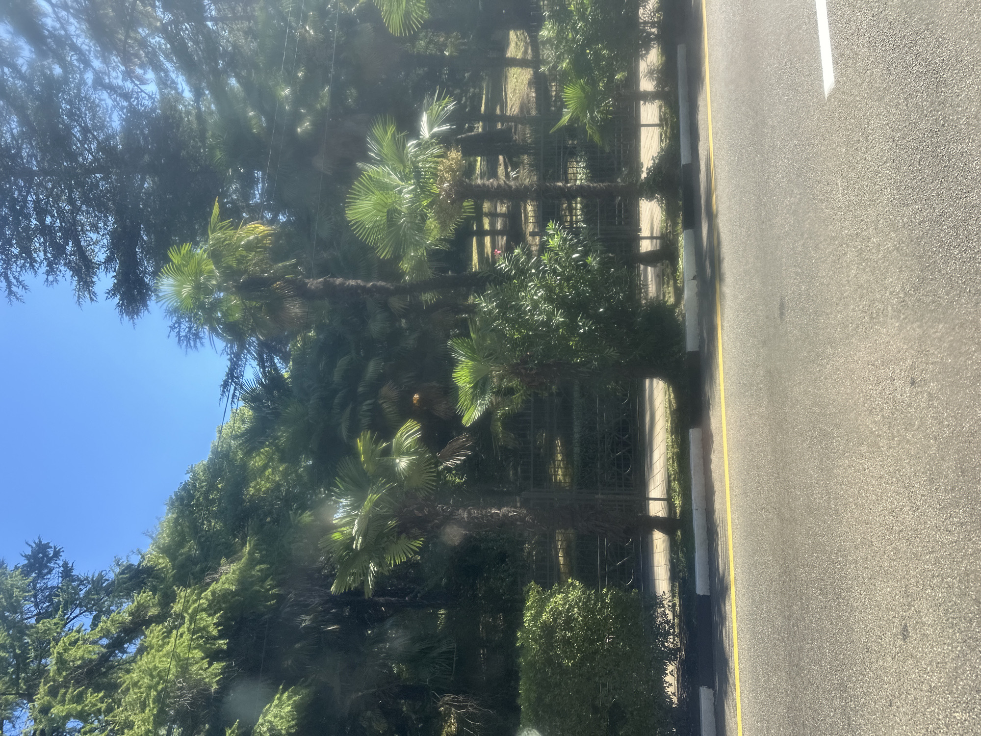 In Sochi, Russia, a sunlit road runs alongside a park filled with palm trees and lush greenery. The road is paved with asphalt and marked with a yellow line along its edge. Beyond the road, a manicured hedge borders a paved walkway. A black metal fence separates the walkway from the park, where various palm trees and tall evergreen trees create a dense canopy. The sky is clear and blue, suggesting a warm, sunny day. The overall scene depicts a well-maintained urban park setting with a clear view of the road.
