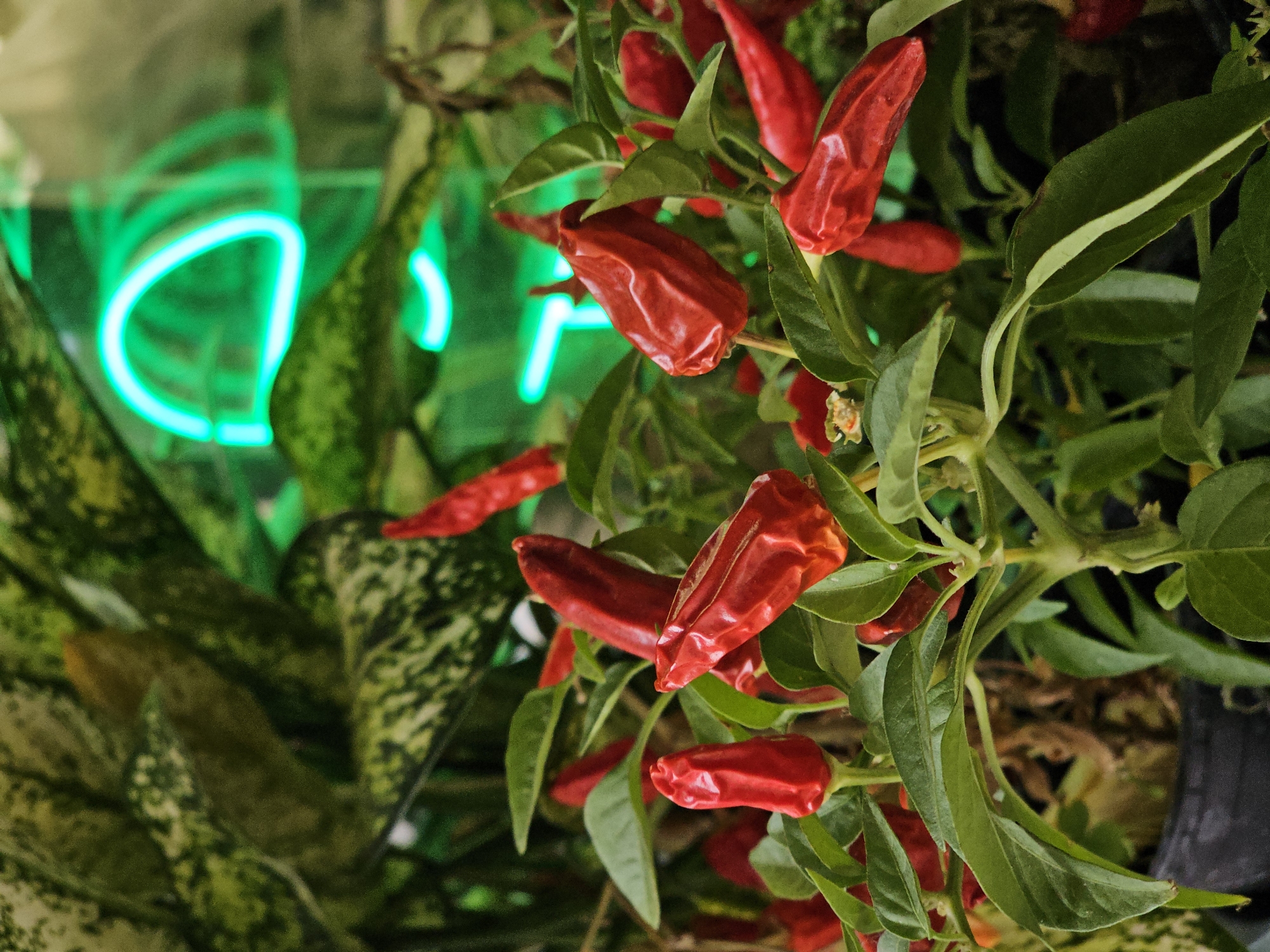 A close-up, eye-level shot captures a cluster of bright red chili peppers on a plant, with lush green leaves surrounding them. In the blurred background, a vibrant neon green light fixture, possibly a sign, casts an ethereal glow. The overall scene suggests an indoor setting, perhaps a cafe, restaurant, or a botanical display, illuminated by the striking contrast between the organic red of the peppers and the artificial green light. The image does not provide any explicit indication of its location within Moscow, Russia.