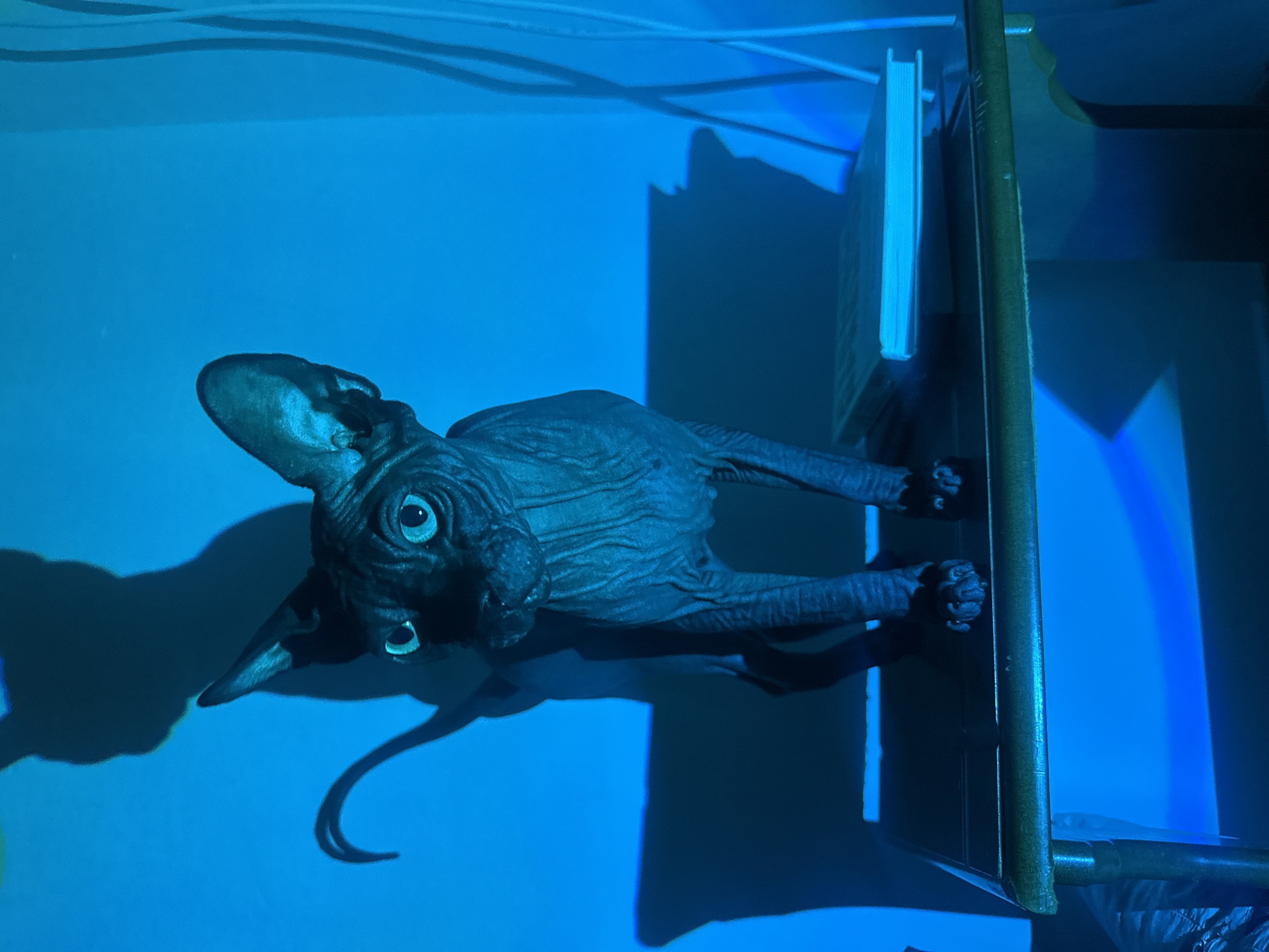 A hairless cat, likely a Sphynx breed, is resting on a multi-tiered metal shelf. A book is on one of the shelves. The scene is bathed in a strong blue light, casting sharp shadows. The location is not discernible from the image. The image does not show people, actions, or interactions. The setting is indoors.