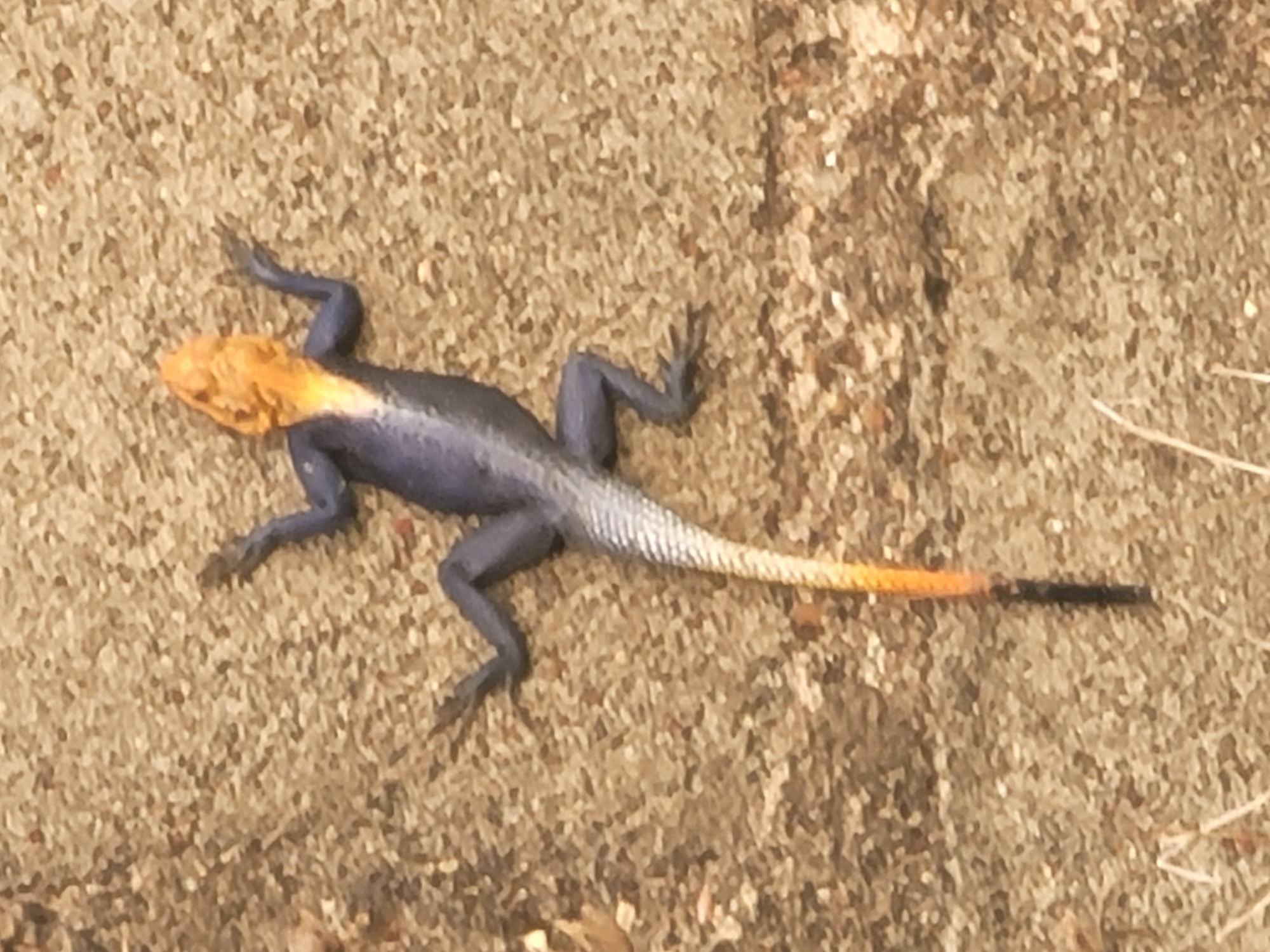 The image shows a lizard with an orange head and a black body, lying on a rough, sandy surface. The lizard's tail is orange fading into black at the tip. The background suggests a natural, outdoor environment. The location is Barakin Akawo, Nigeria.