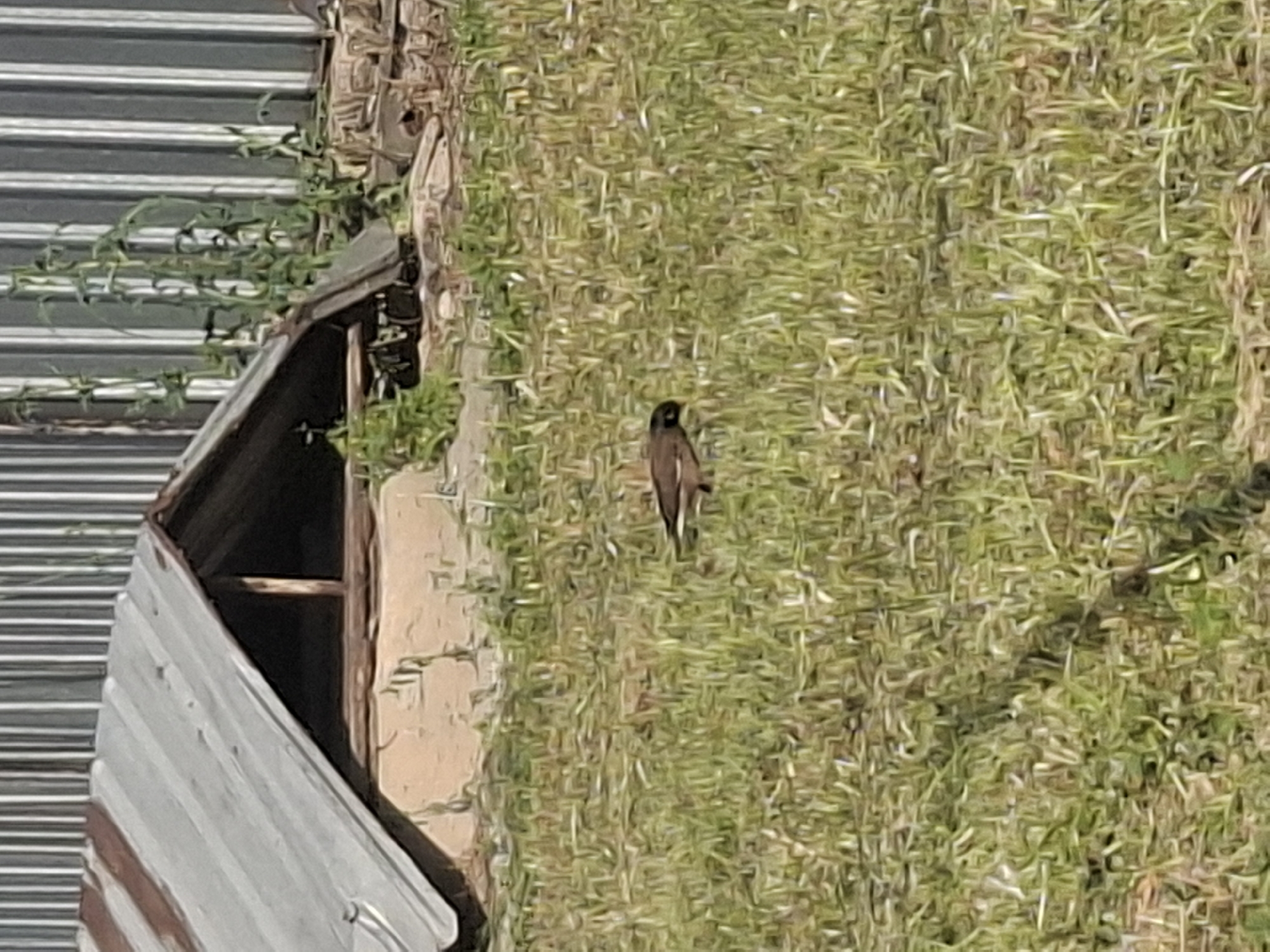 A single bird is standing in a grassy area near a low, sloping, corrugated metal roof structure. The structure is situated in front of a corrugated metal fence. Tall, green plants grow against the fence. The ground is covered in dry, yellowish-green grass, with some patches of brown earth visible. The bird, appearing to be a myna or similar species with dark plumage and lighter markings, is facing right and looking down towards the grass. The lighting suggests it is daytime. There are no people or other animals visible in the frame. The scene appears to be an outdoor area, possibly a backyard or undeveloped lot in Almaty, Kazakhstan, characterized by utilitarian structures and natural vegetation.