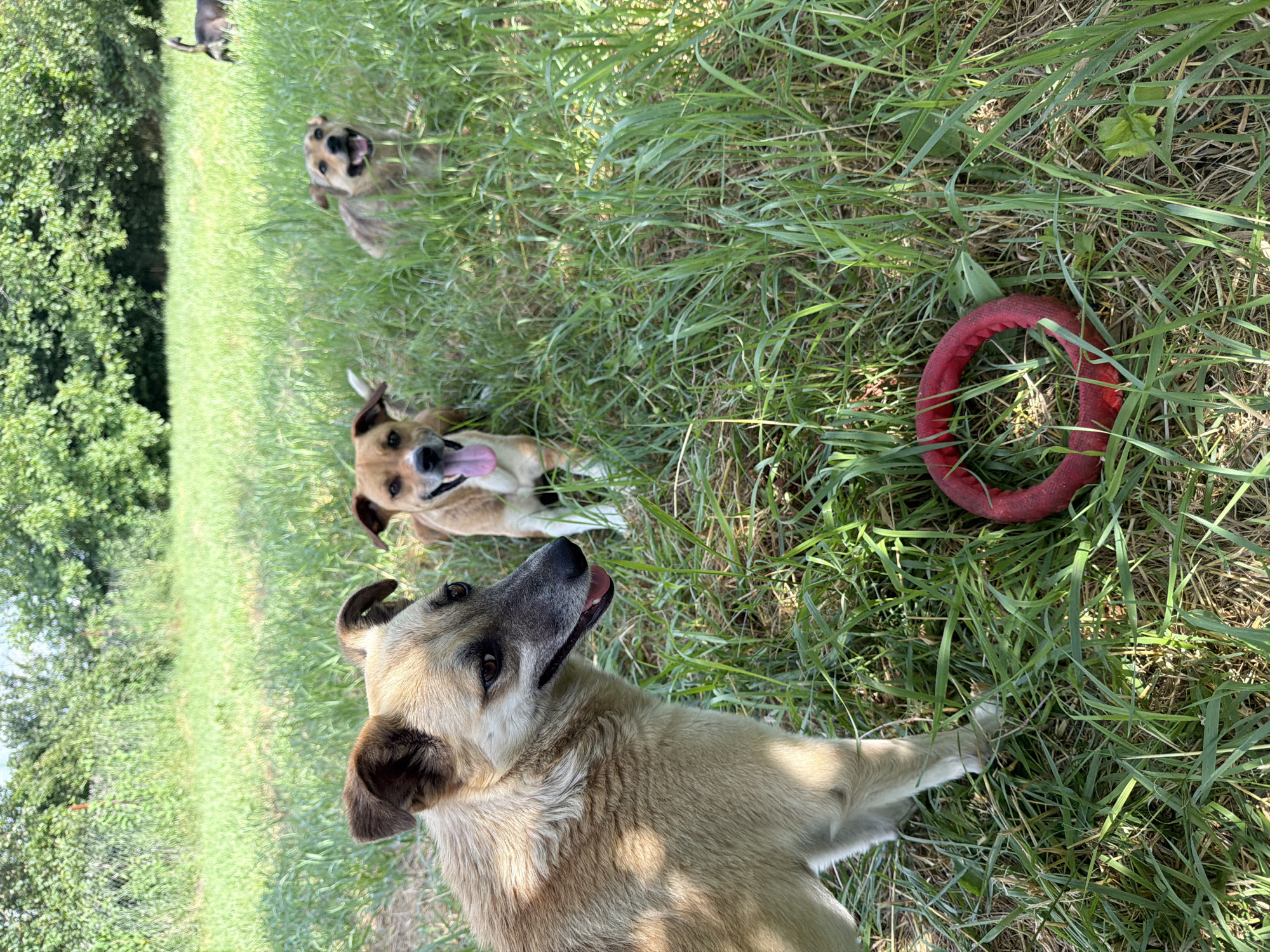 In a grassy outdoor area, likely a park or field in Leningradskaya, Russia, three dogs are visible. The dog in the foreground, on the left, is a light brown mixed breed, looking towards the left with its mouth slightly open. Behind it, to the right, another mixed breed dog with tan and white markings is looking directly at the camera with its tongue out. Further in the background, to the right, a third dog, also tan and white, is partially obscured by tall grass, with its head turned. A red toy ring lies on the grass in the lower right portion of the frame. The background consists of lush green grass and trees under a bright sky, suggesting a daytime scene.