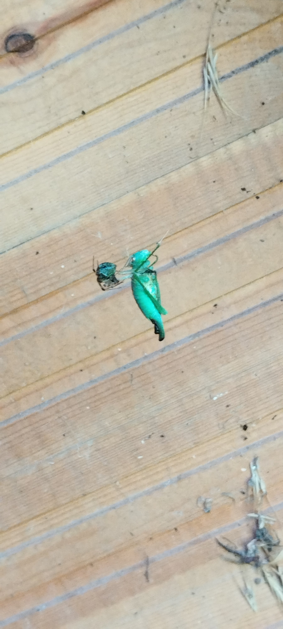 A spider is shown holding a bright green insect, possibly a beetle or a grasshopper, suspended from its legs. The two creatures are positioned against a backdrop of light-colored wooden planks, which appear to be a floor or wall. The planks are arranged diagonally and have visible grain and knot details. A few dried grass stalks are scattered on the wood. The scene is illuminated from above, casting faint shadows. The location is specified as Yaroslavskaya, Russia.