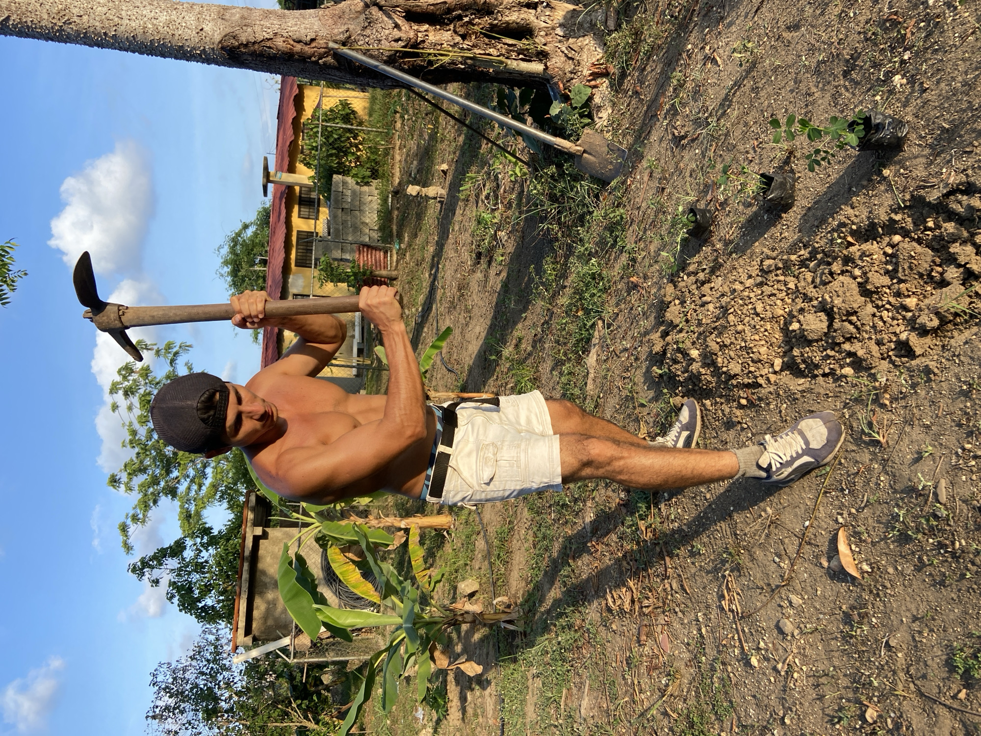 A shirtless man wearing a black baseball cap, white cargo shorts, and athletic shoes is digging in the dirt with a pickaxe. He is standing in a rural area with a banana tree and a large tree trunk to his right. In the background, there is a yellow house with a red roof, a fence, and other vegetation. The ground is dry and uneven, with some small plants in black bags scattered on the dirt. The sky is blue with scattered clouds, and the sun is casting long shadows. This scene appears to be in a residential yard in Los Velásquez, Venezuela.
