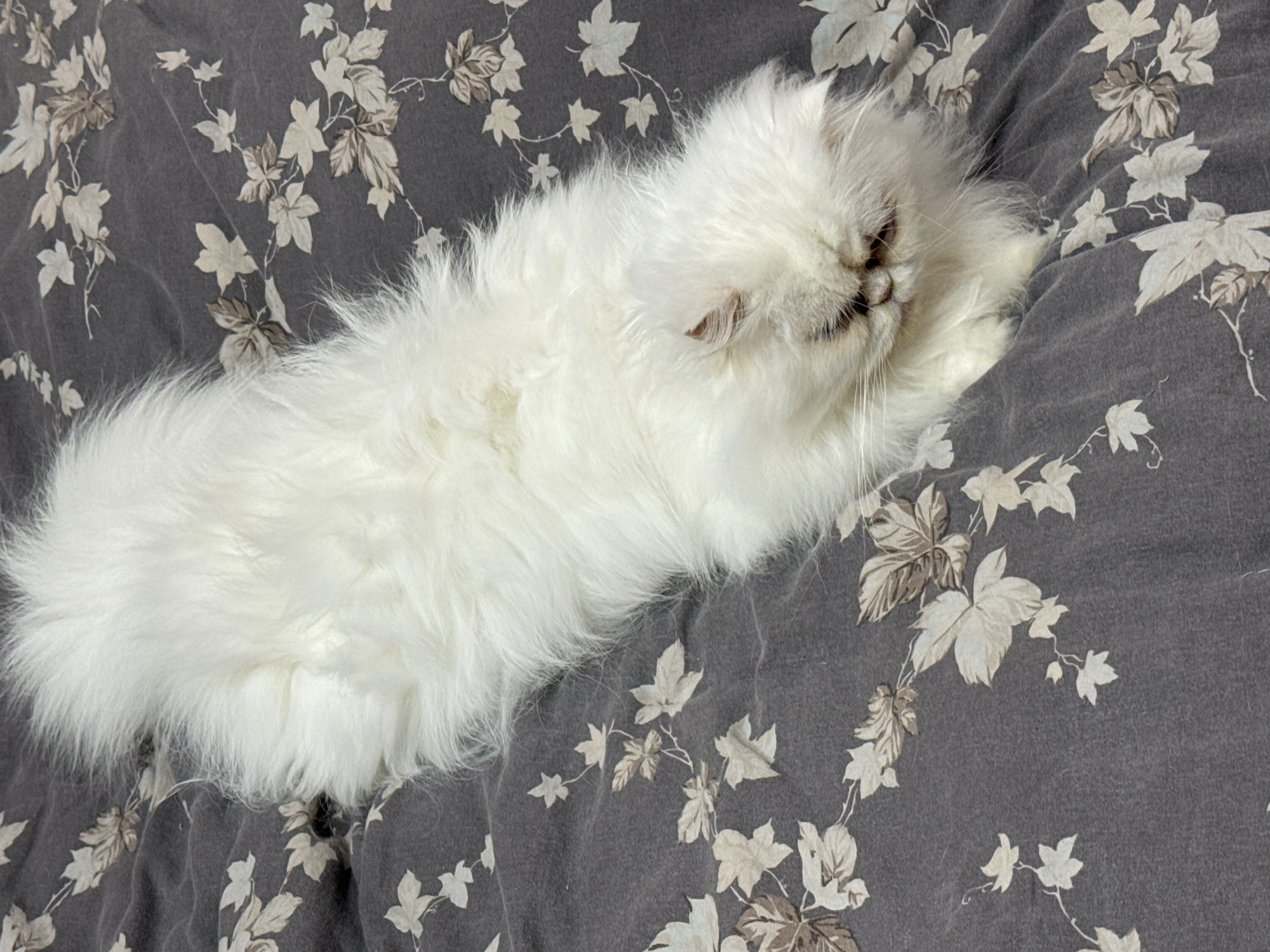 A fluffy, long-haired white cat lies on a gray fabric patterned with leaves. The cat is stretched out, its face partially obscured by its fur, and appears to be resting comfortably on the patterned surface. There is no indication of the location being Burgas, Bulgaria or any other specific place.