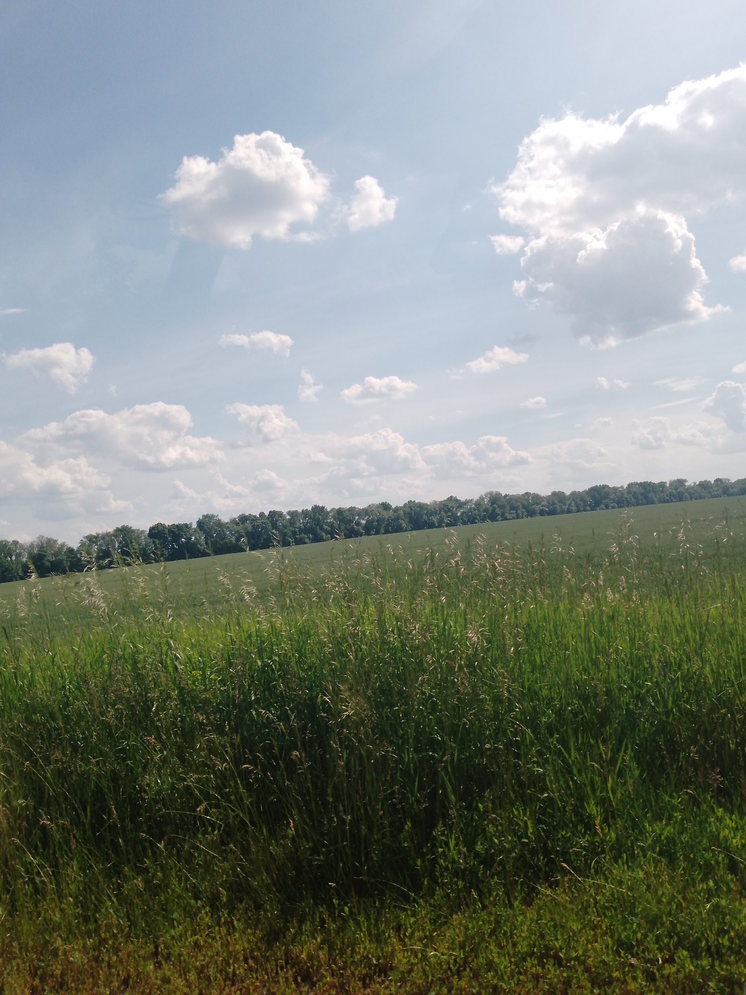 The image depicts a rural landscape under a partly cloudy sky, consistent with agricultural areas such as Dibrivka, Ukraine. The upper portion of the frame shows a light blue sky with scattered white cumulus clouds, some displaying grey bases. A distinct horizontal line of dense, green deciduous trees forms the distant tree line, separating the sky from a large, flat field of uniformly green vegetation, likely crops. The foreground, occupying the lower half of the image, consists of tall, uncultivated green grasses and various herbaceous plants, many bearing tan-colored seed heads. The scene is brightly illuminated by natural daylight. No people, animals, or man-made structures are visible within the frame. The overall composition suggests a view from an elevated position or a slightly tilted perspective.