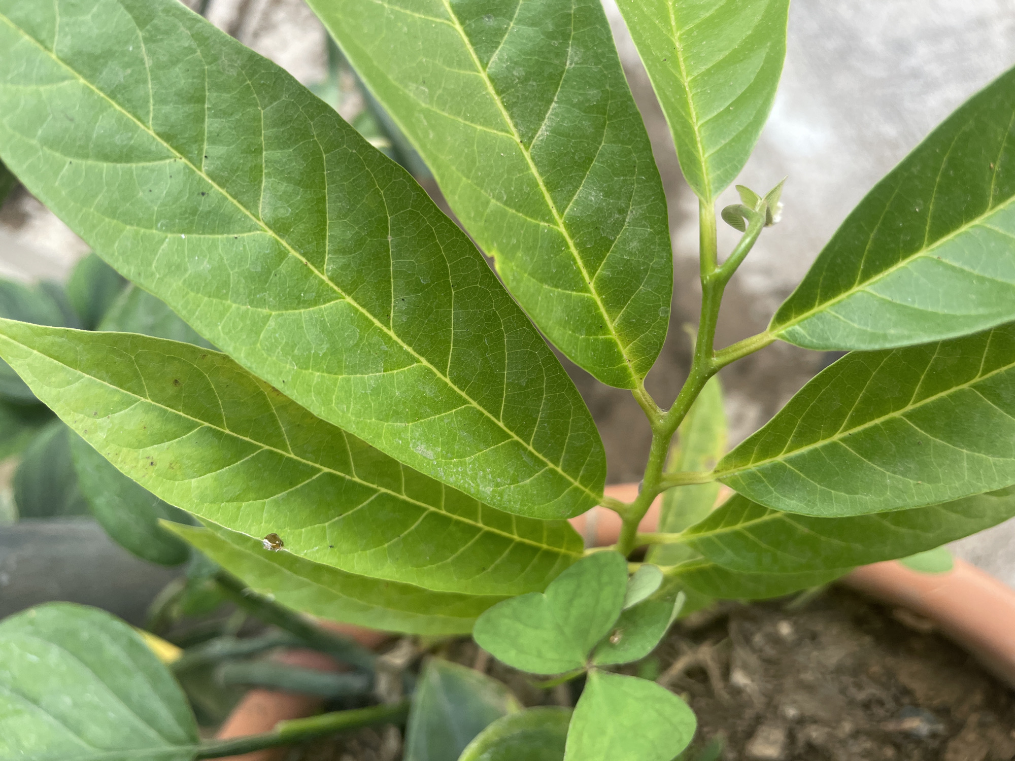 The image shows a close-up view of a potted plant. The plant has several green leaves with prominent veins. A central stem is visible with new leaf buds sprouting at the top. A small brown insect is present on one of the leaves. The plant is in a terracotta pot, with soil visible around the base. The background includes a blurred view of what appears to be a wall. There is no indication of a location in the city of Jos, Nigeria in the image.