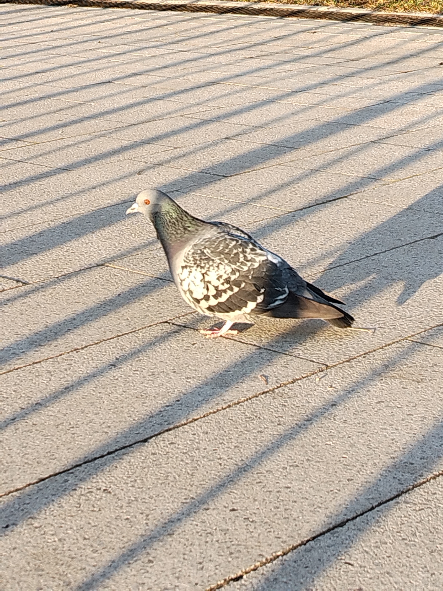 A common pigeon stands on a light gray paved surface, likely a sidewalk or pedestrian path. The bird is predominantly gray with iridescent green and purple feathers on its neck and upper chest. It has bright orange-red eyes and a light-colored beak. Distinct black and white mottled patterns are visible on its wings. The pigeon is positioned slightly right of center, looking towards the left side of the frame.
The ground consists of rectangular or square pavers, illuminated by direct sunlight. Long, sharp, parallel shadows, cast by an unseen linear structure such as a fence or railing, stretch diagonally across the pavement. These prominent shadows indicate a low sun angle, suggesting either early morning or late afternoon/evening light, under clear weather conditions. A narrow strip of dry grass or earth is faintly visible along the top edge of the image. There are no people visible, nor any discernible text. This scene is set in Chaikovsky, Russia.