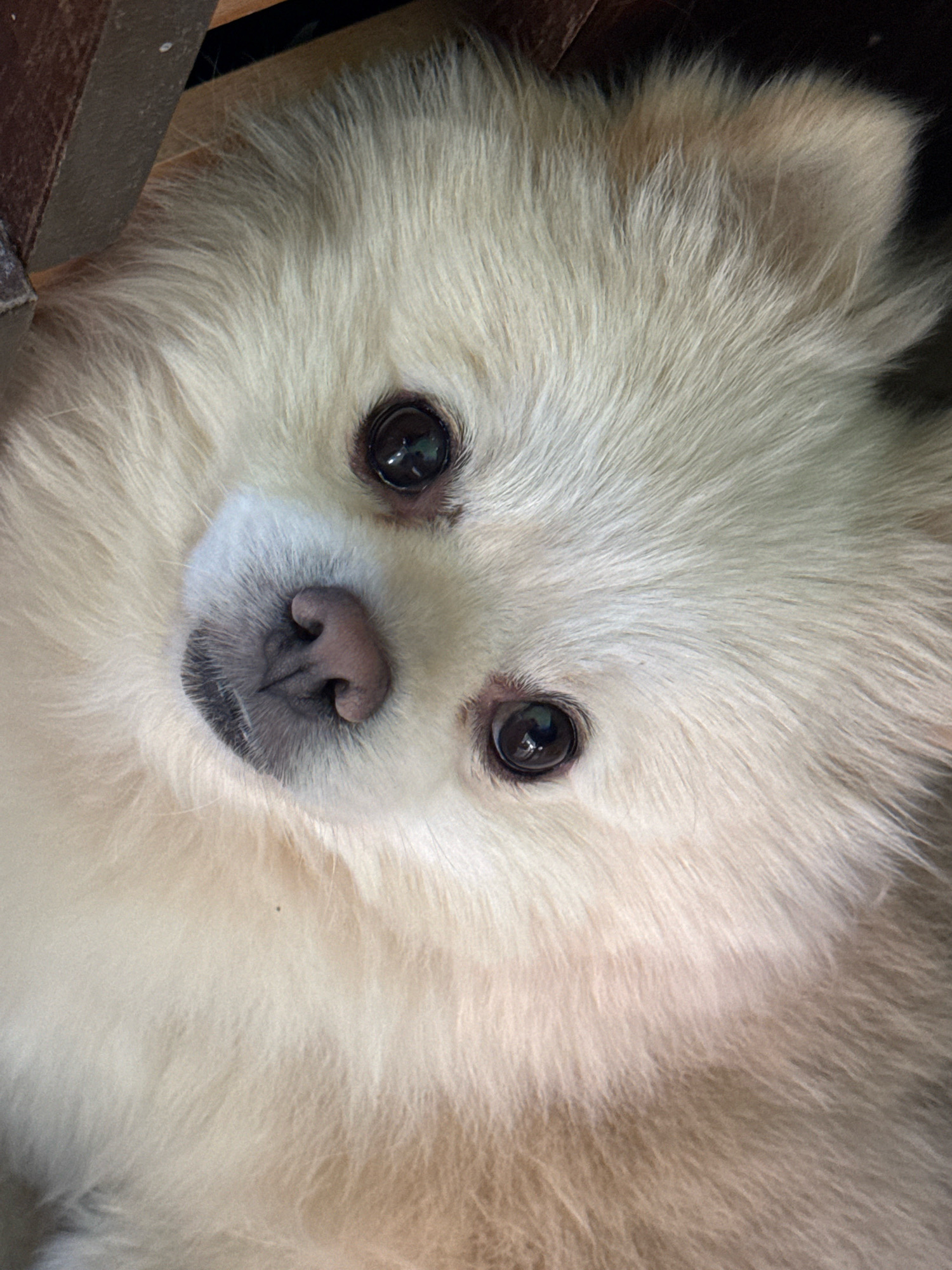 A close-up, high-angle shot shows the face of a cream-colored Pomeranian dog. The dog's fur is fluffy and appears to be light cream with some slightly darker tan or brown tones. Its eyes are dark, round, and reflective. The dog's nose is dark brown and wet, with visible nostrils. The dog's head is tilted to the left. To the upper left of the frame, a dark brown wooden object with some grain visible is present, possibly part of a chair or table. The background is dark and out of focus, suggesting an indoor setting. This image does not contain any information about the city of Slavyani, Bulgaria, or any specific geographical location.